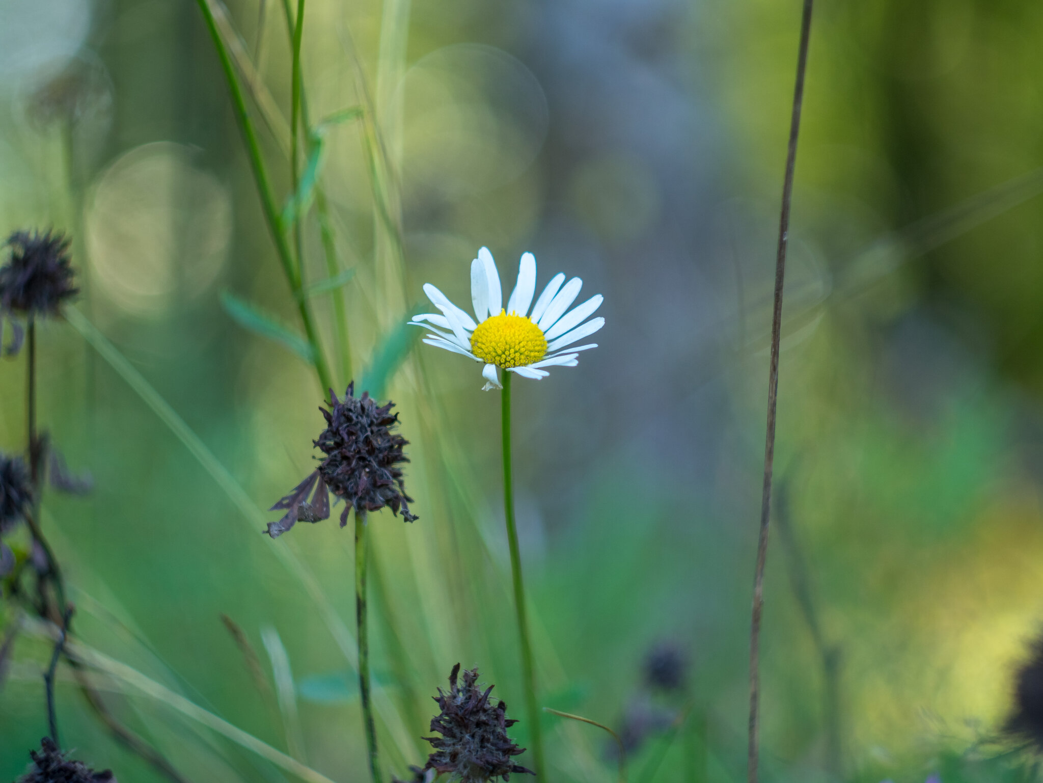 Природа :: Yuriy V Природа :: Yuriy V