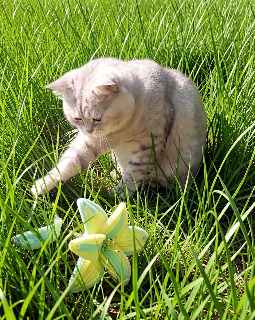 Котик на природе :: MOON TI