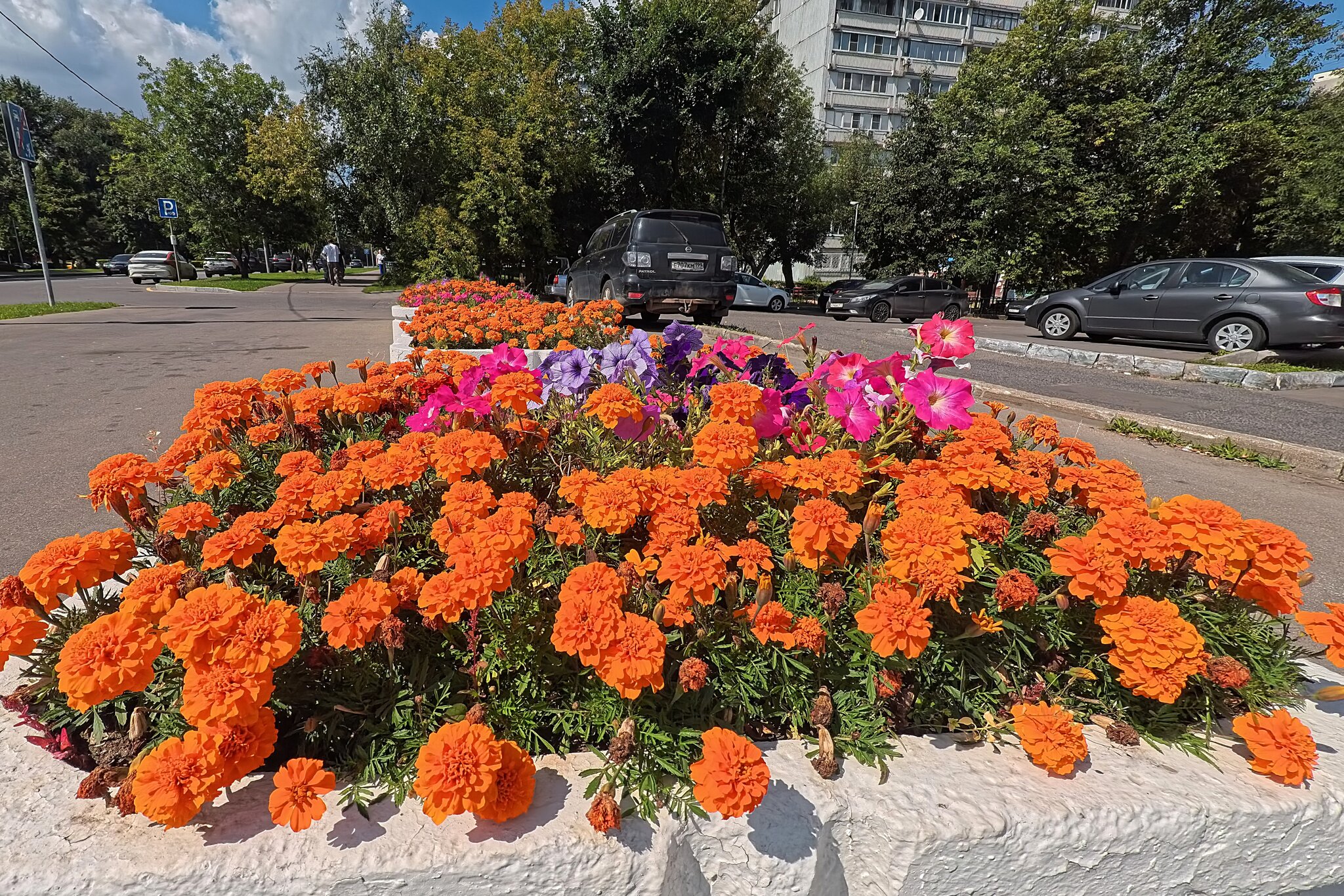 Бархатцы :: Лютый Дровосек
