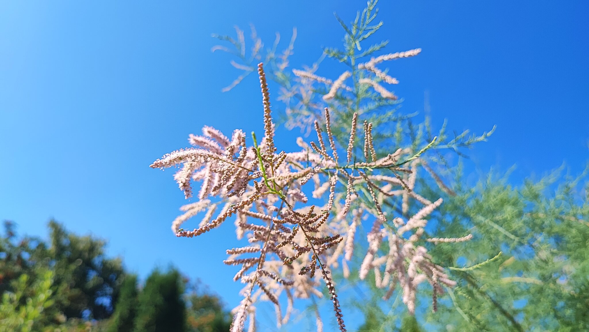 Tamarix ramosissima :: Сергей Тимоновский Tamarix ramosissima :: Сергей Тимоновский