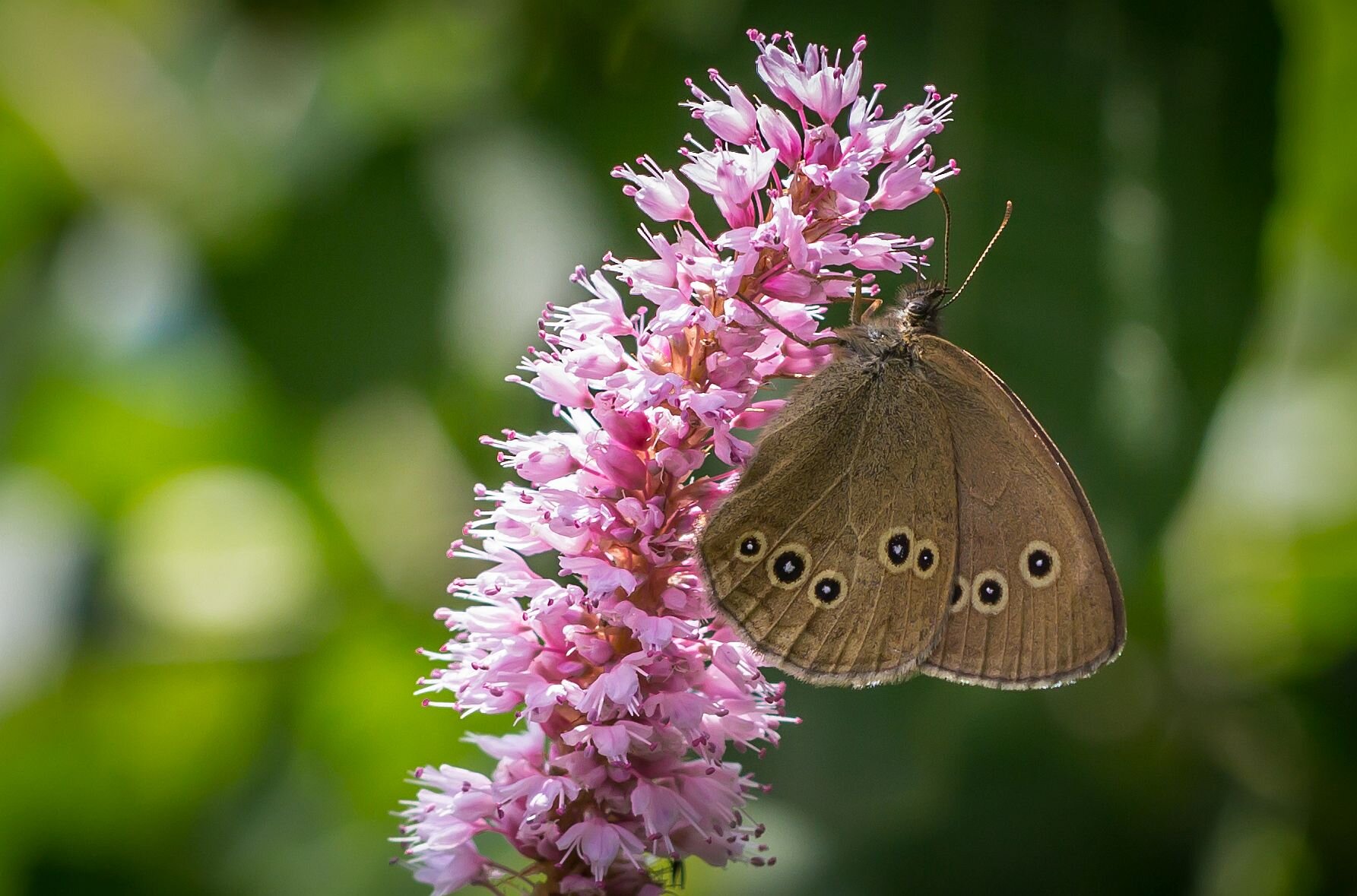 Краски лета. Бабочка на цветке. :: Алексей Трухин Краски лета. Бабочка на цветке. :: Алексей Трухин