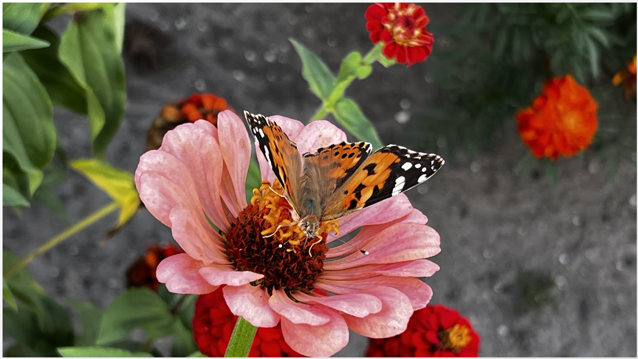У меня НА Даче... Бабочка🦋 :: "The Natural World" Александер У меня НА Даче... Бабочка🦋 :: "The Natural World" Александер