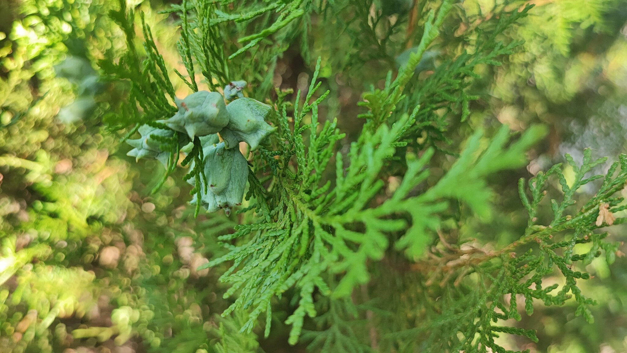 Platycladus orientalis :: Сергей Тимоновский Platycladus orientalis :: Сергей Тимоновский