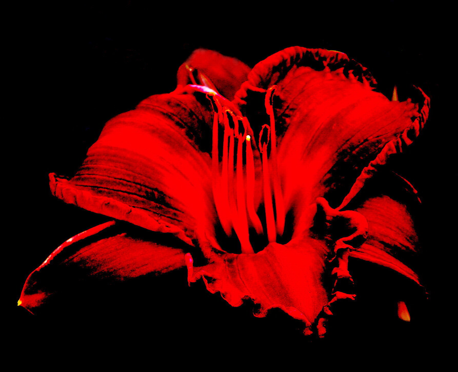 Цветок красный :: Василий Палий Цветок красный :: Василий Палий