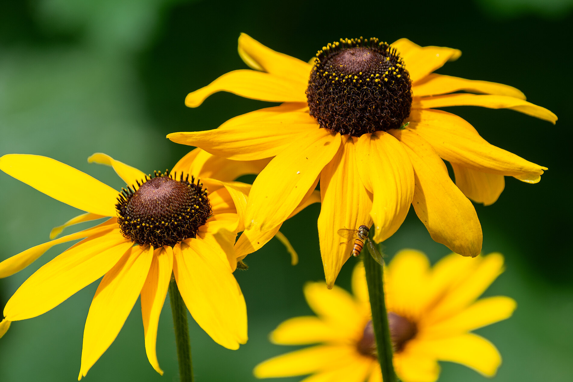 Rudbeckia fulgida var sullivantii :: Виктор Иванович Чернюк Rudbeckia fulgida var sullivantii :: Виктор Иванович Чернюк