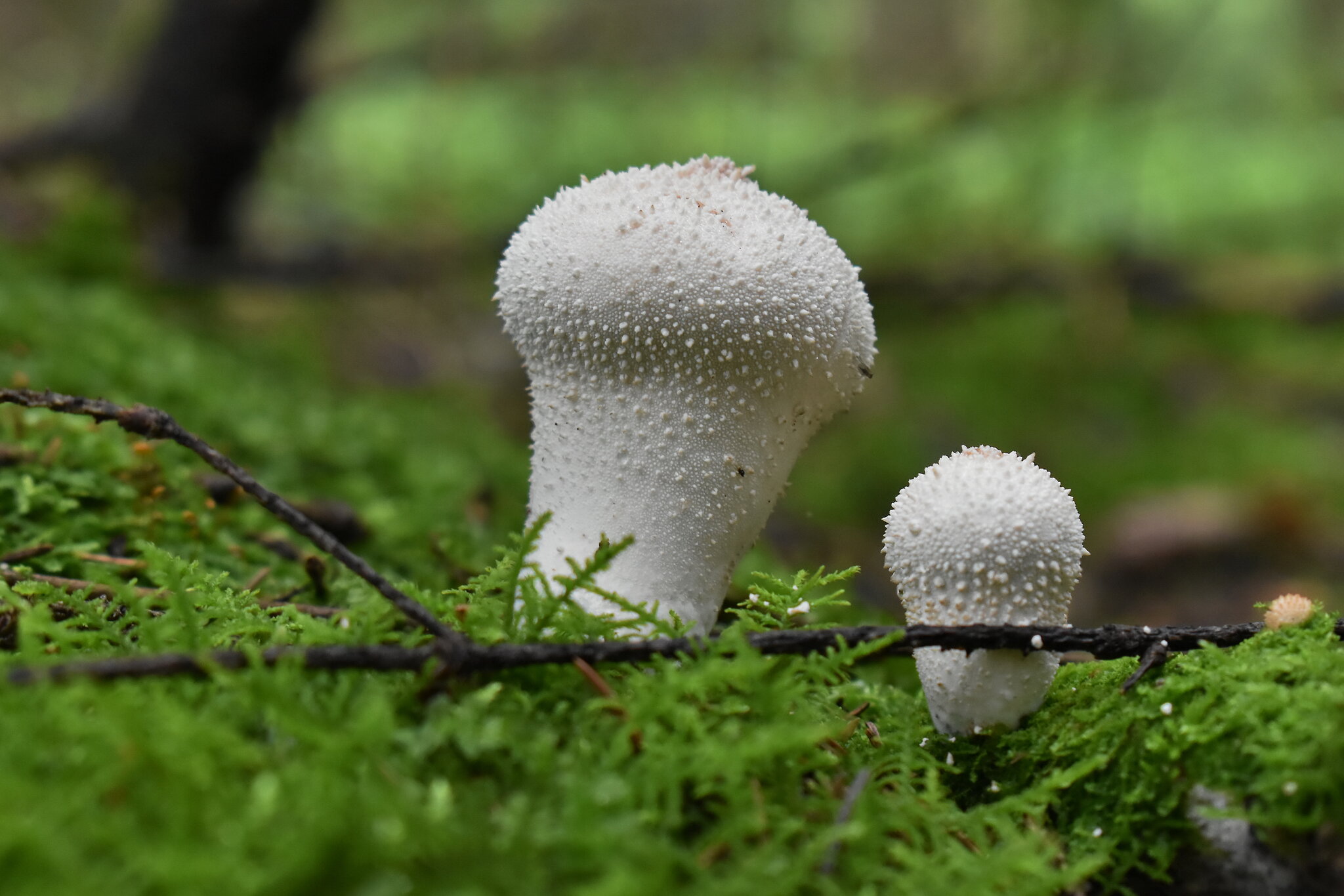 Дождевик :: Роман Пацкевич Дождевик :: Роман Пацкевич