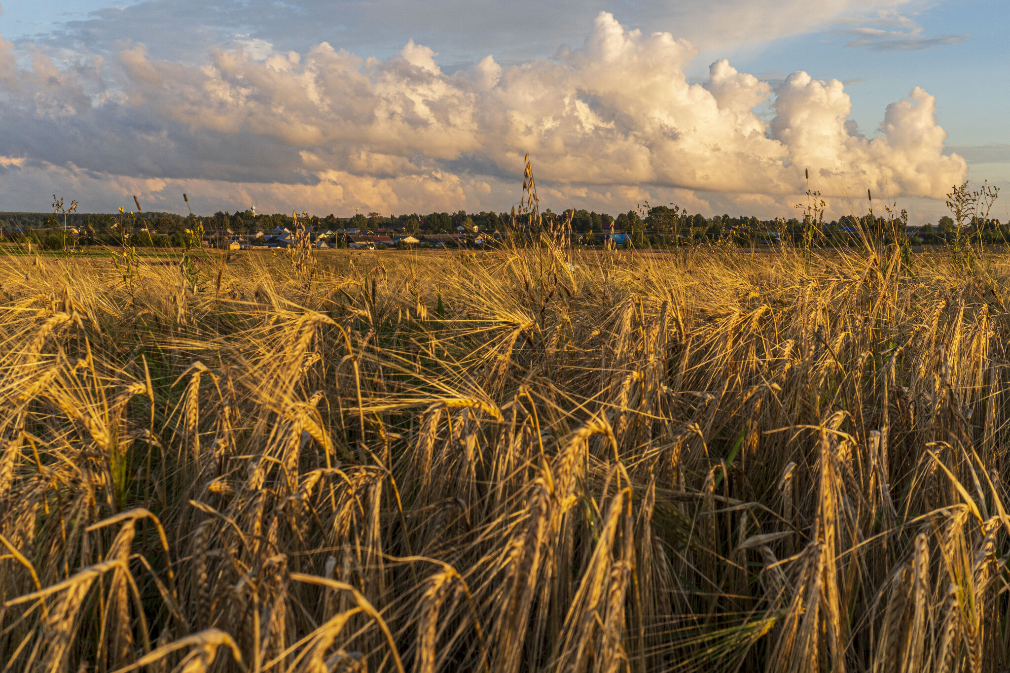 Ячменное поле :: Сергей Ц Ячменное поле :: Сергей Ц
