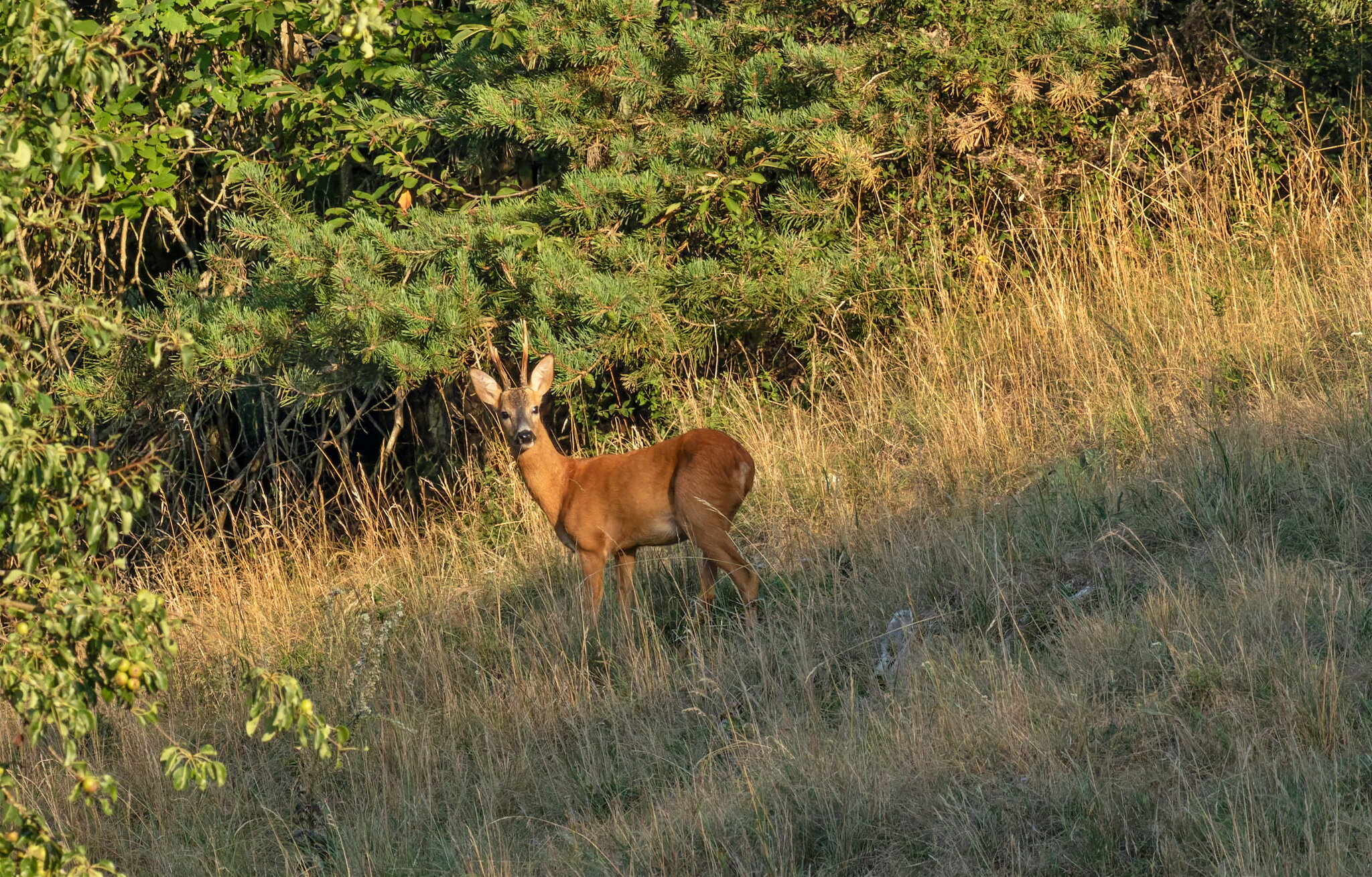 Европейская косуля (capreolus capreolus) :: vladimir Европейская косуля (capreolus capreolus) :: vladimir