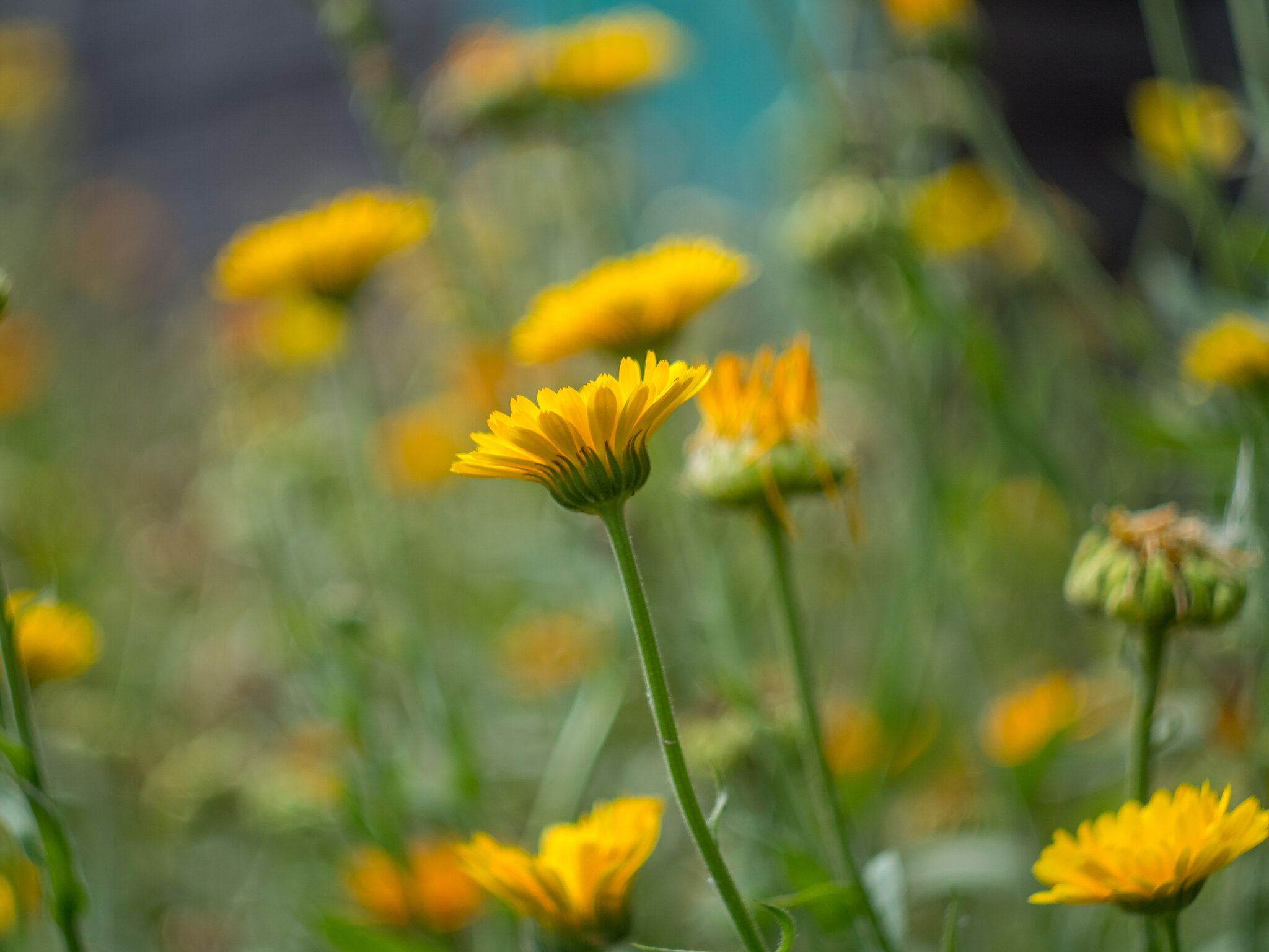 Природа :: Yuriy V Природа :: Yuriy V