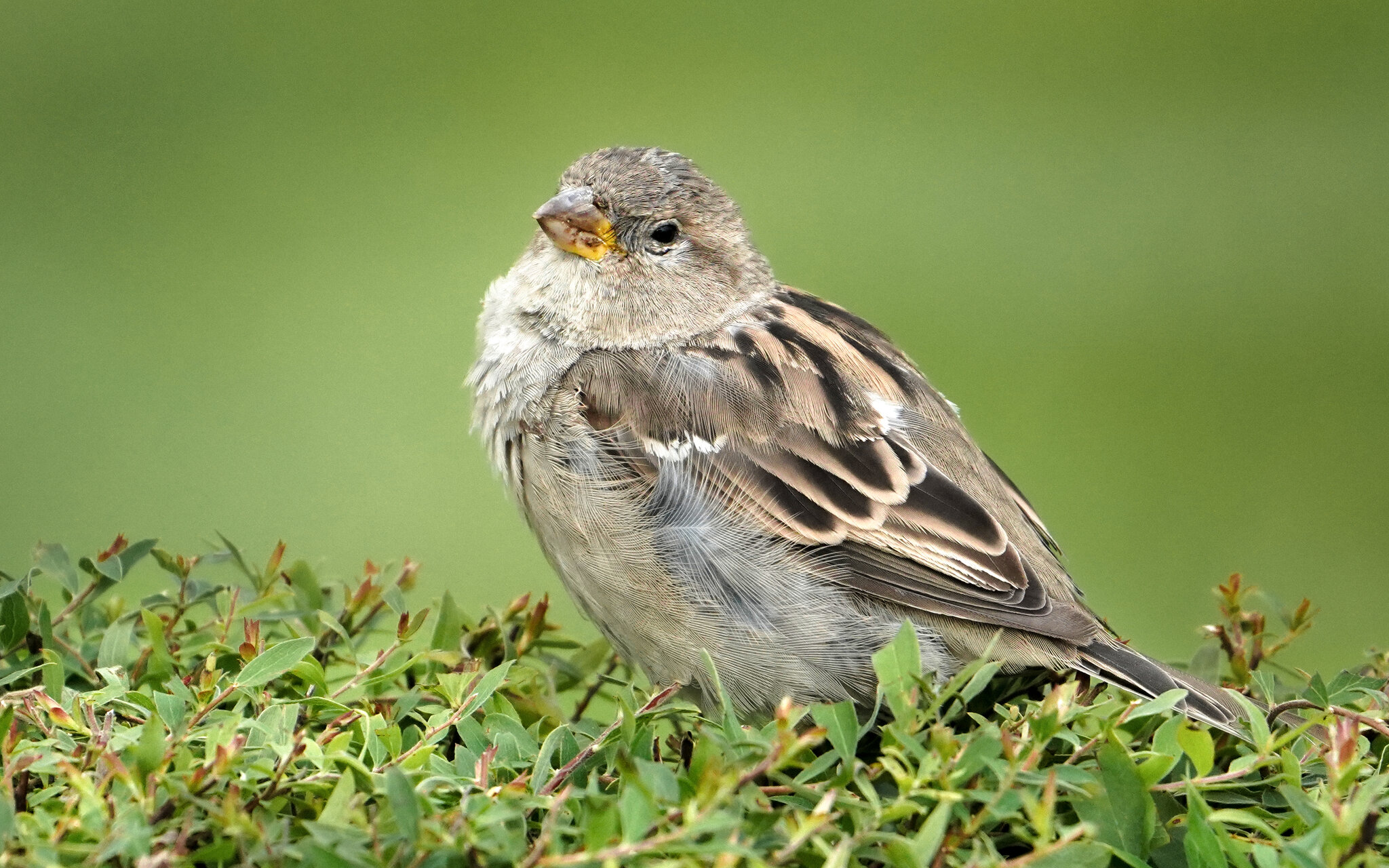 Московский Passer domesticus :) :: Андрюс К Московский Passer domesticus :) :: Андрюс К