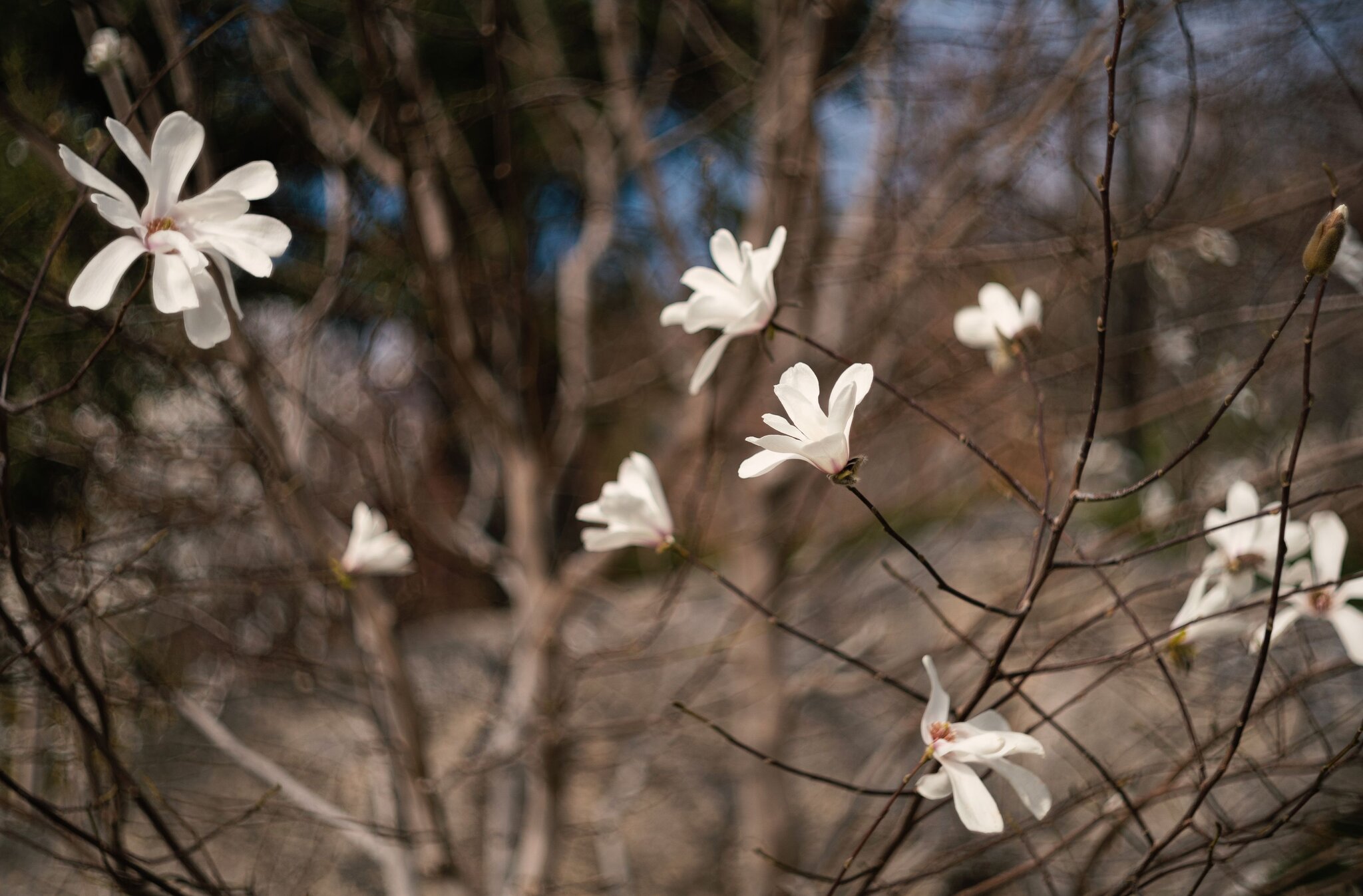 Магнолия звёздчатая (Magnolia stellata). :: Анатолий Щербак Магнолия звёздчатая (Magnolia stellata). :: Анатолий Щербак