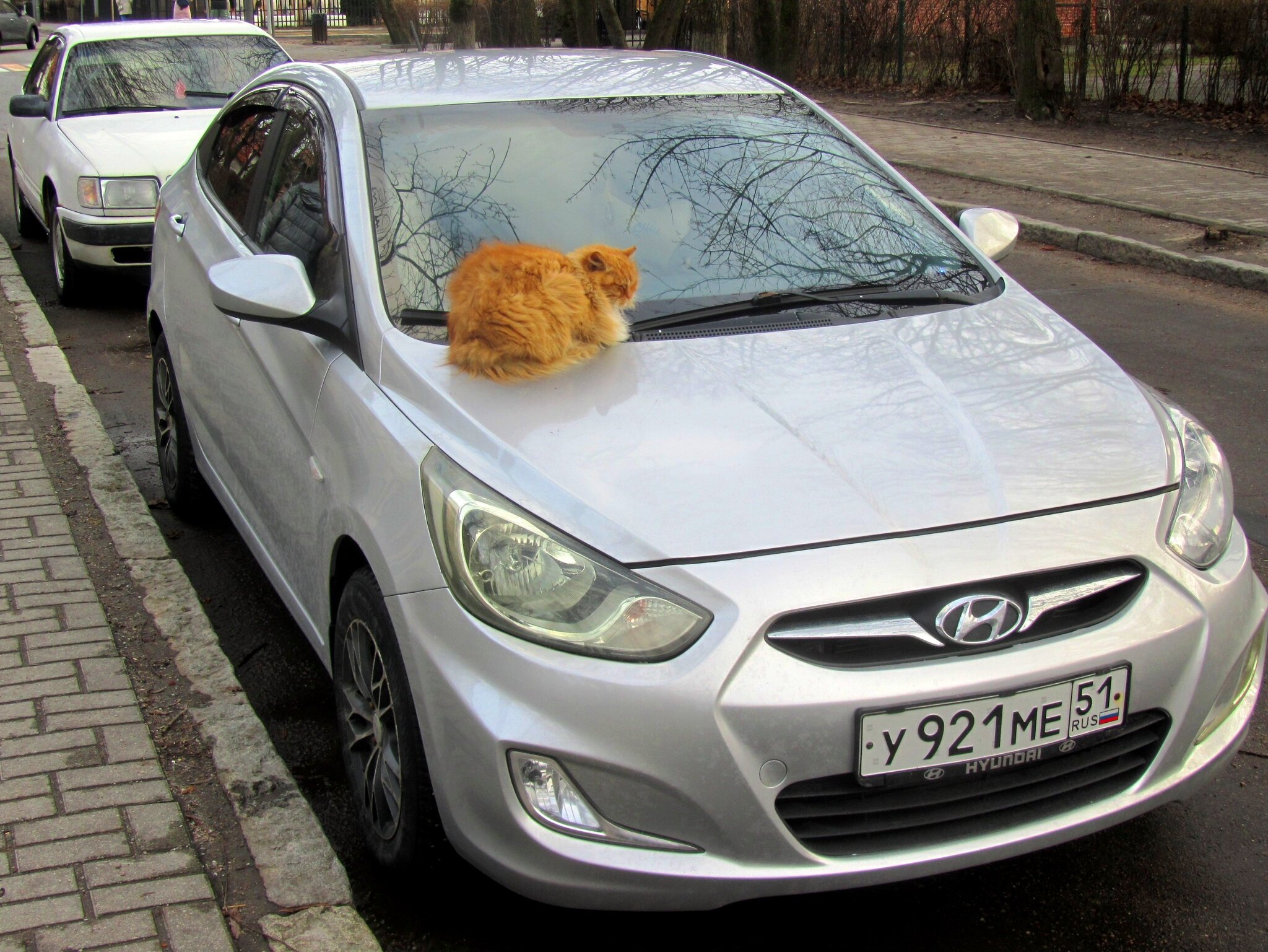 Автомобиль для кота :: Сергей Карачин Автомобиль для кота :: Сергей Карачин