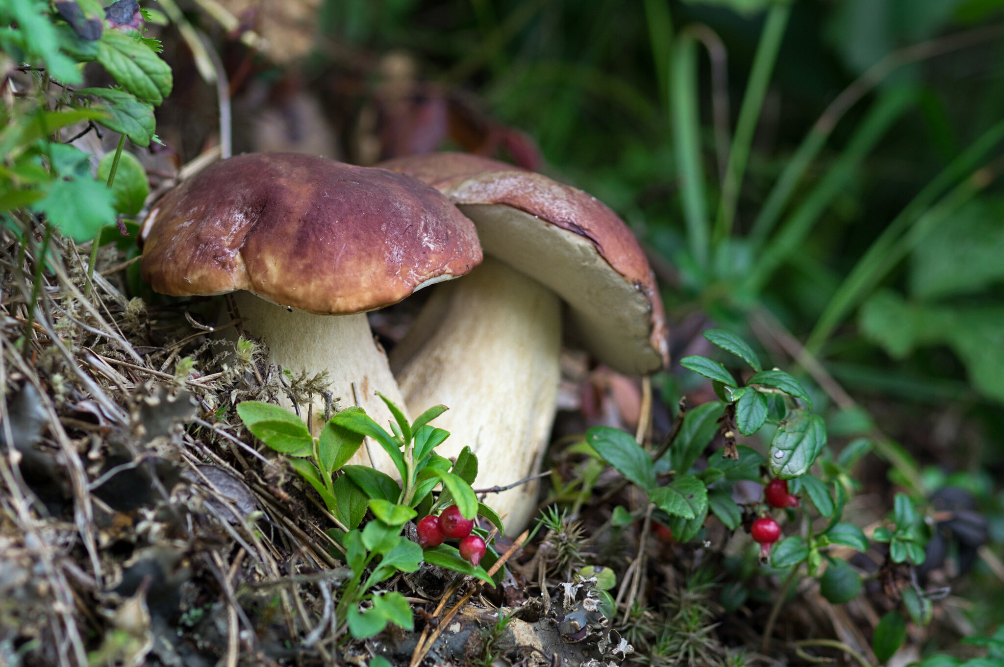 Белый гриб еловый (лат. Boletus edulis) или болет еловый, или белый гриб обыкновенный... :: Федор Кованский Белый гриб еловый (лат. Boletus edulis) или болет еловый, или белый гриб обыкновенный... :: Федор Кованский