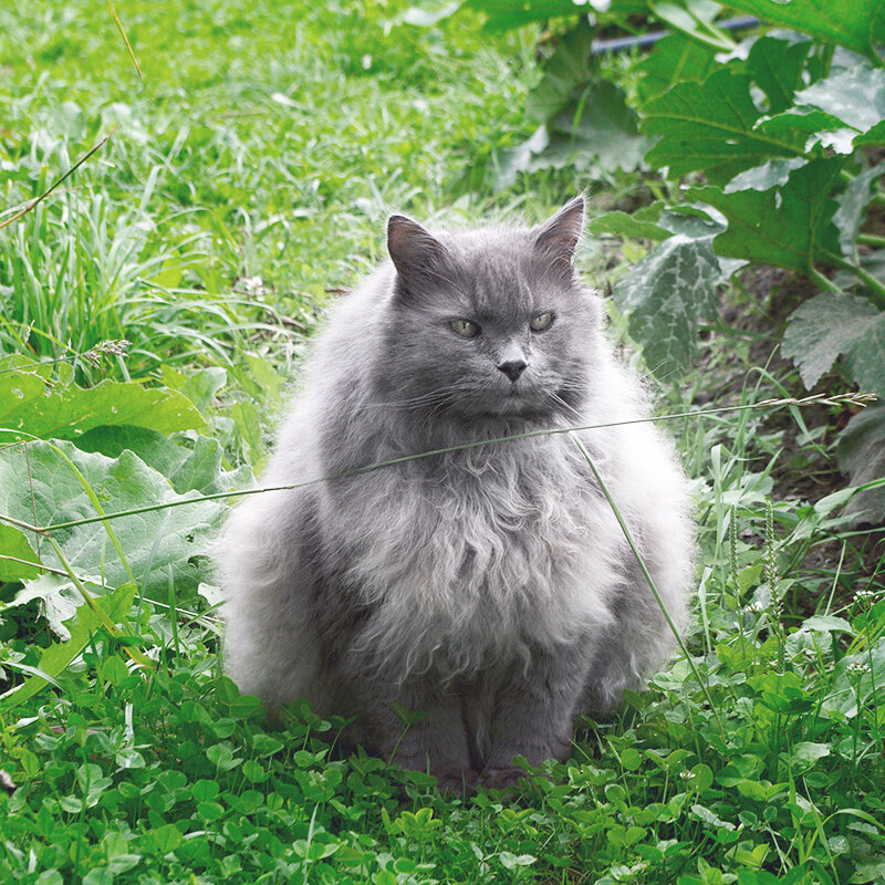 Не подлезть, не перепрыгнуть :: Александр pet2 Не подлезть, не перепрыгнуть :: Александр pet2