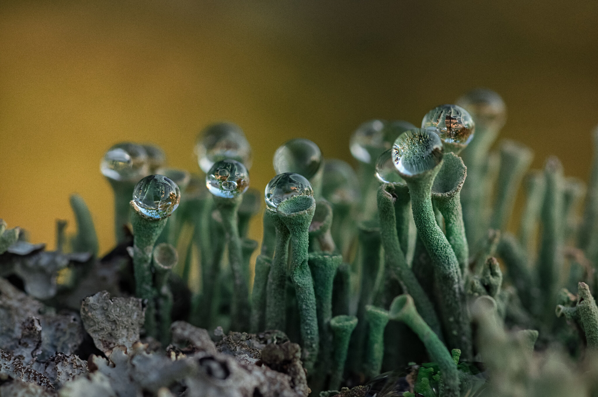 Кладония бахромчатая (Cladonia fimbriata)... :: Федор Кованский Кладония бахромчатая (Cladonia fimbriata)... :: Федор Кованский