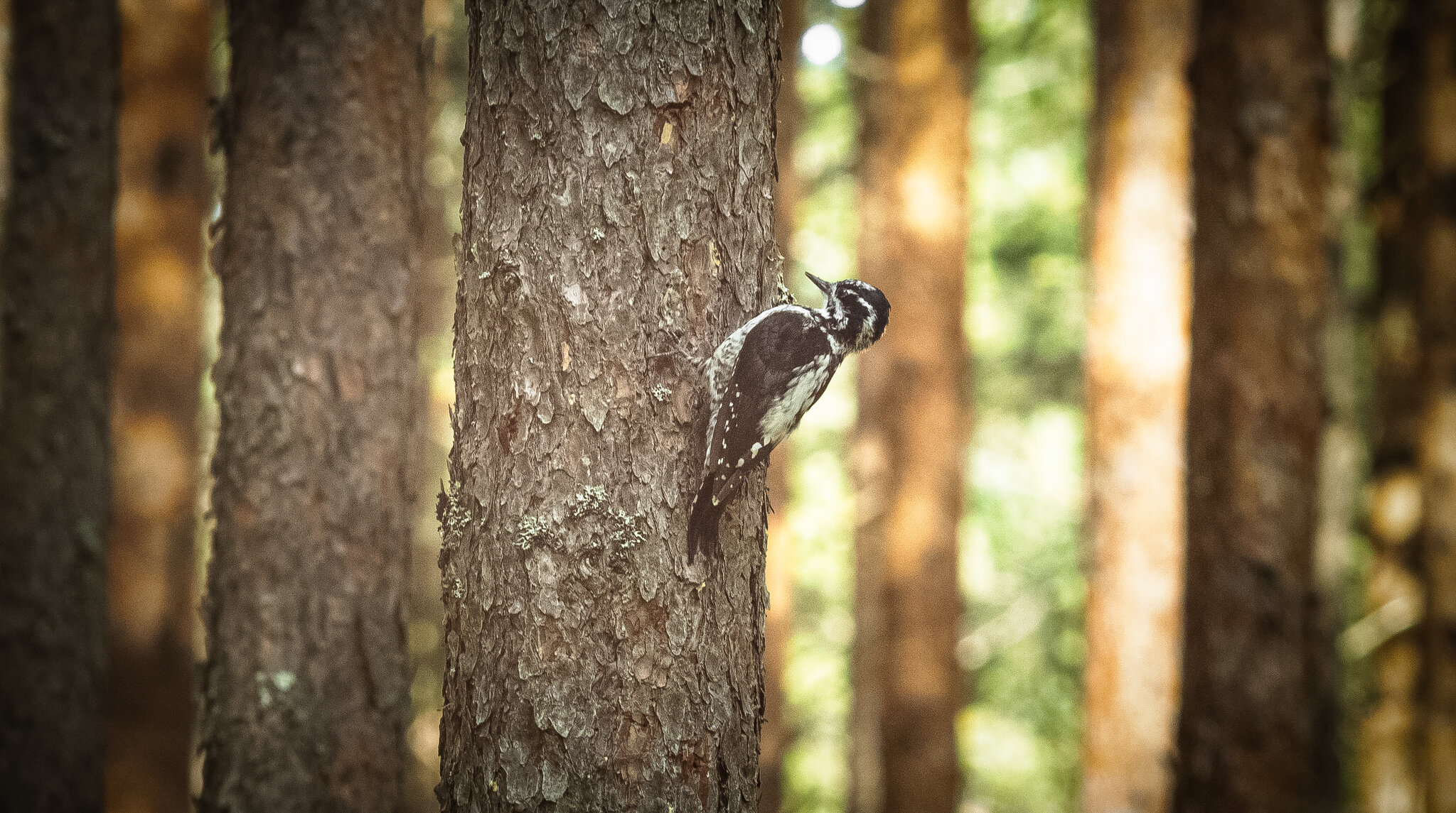 Three‑toed woodpecker | 12 :: Sergey Sonvar Three‑toed woodpecker | 12 :: Sergey Sonvar