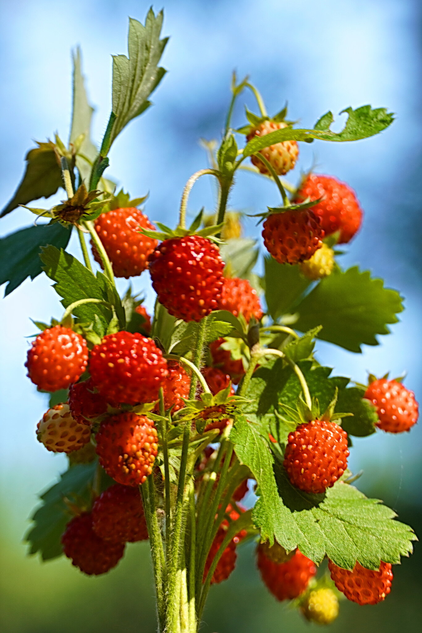 И было лето :: Галина Кан И было лето :: Галина Кан