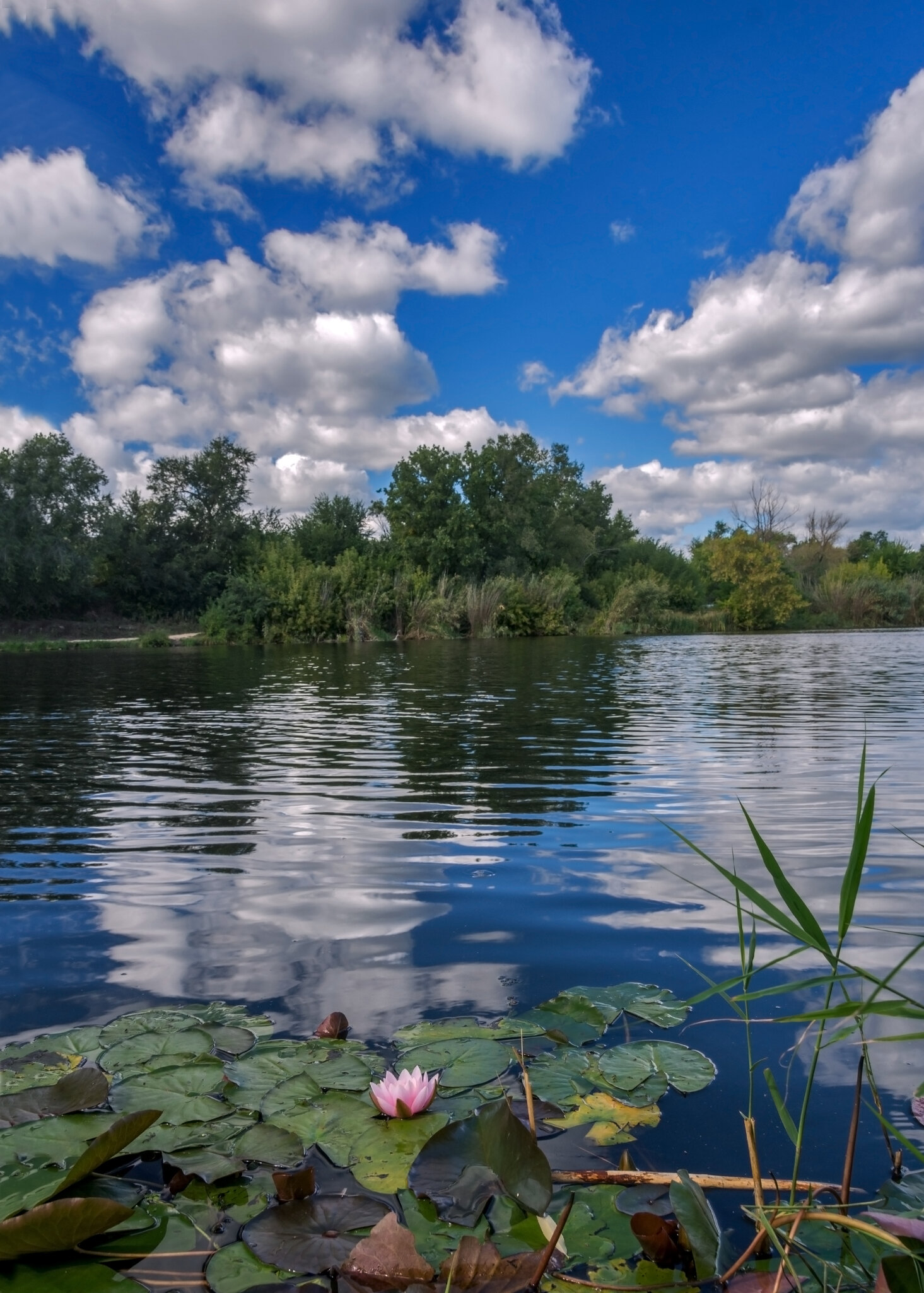 На водной глади синева и волны в мелкую морщинку... :: Наталья Димова На водной глади синева и волны в мелкую морщинку... :: Наталья Димова