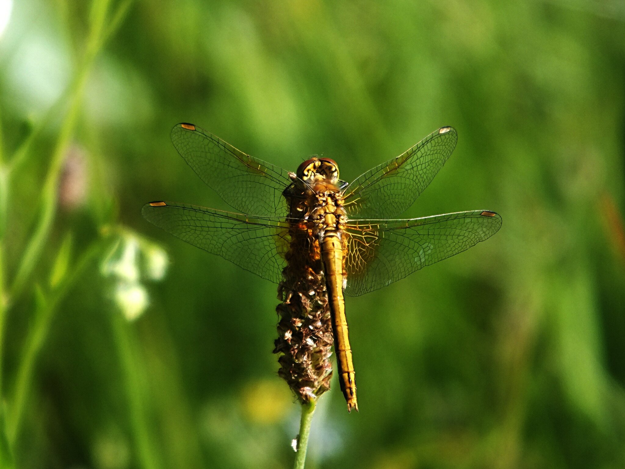 Sympetrum flaveolum :: Зоя Мишина Sympetrum flaveolum :: Зоя Мишина