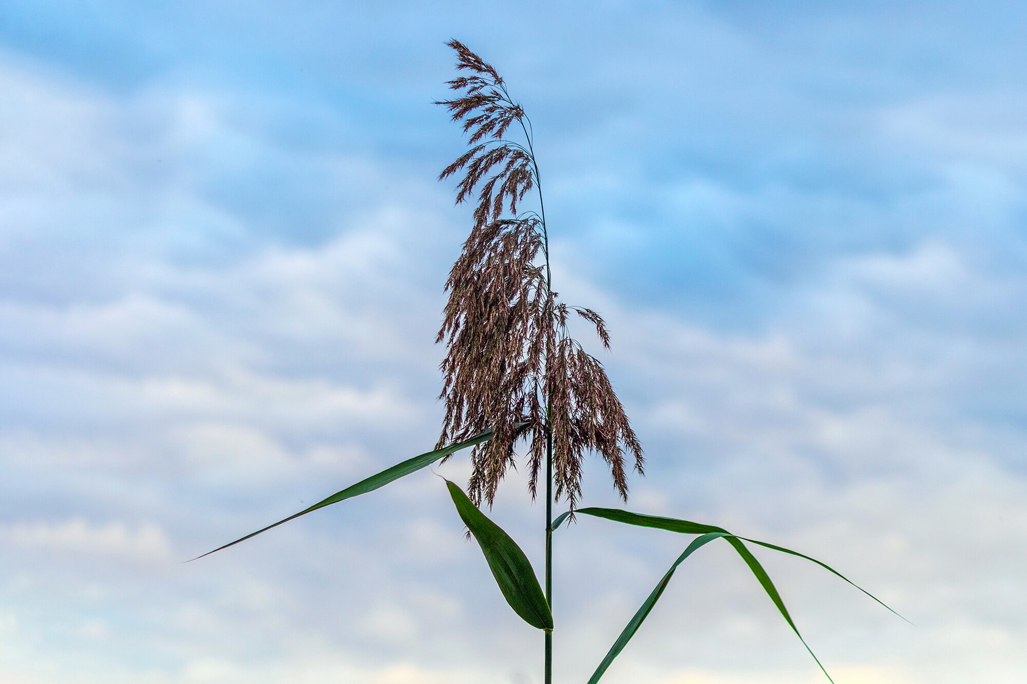 Тростник южный phragmites australis :: Анатолий. Chesnavik. Тростник южный phragmites australis :: Анатолий. Chesnavik.