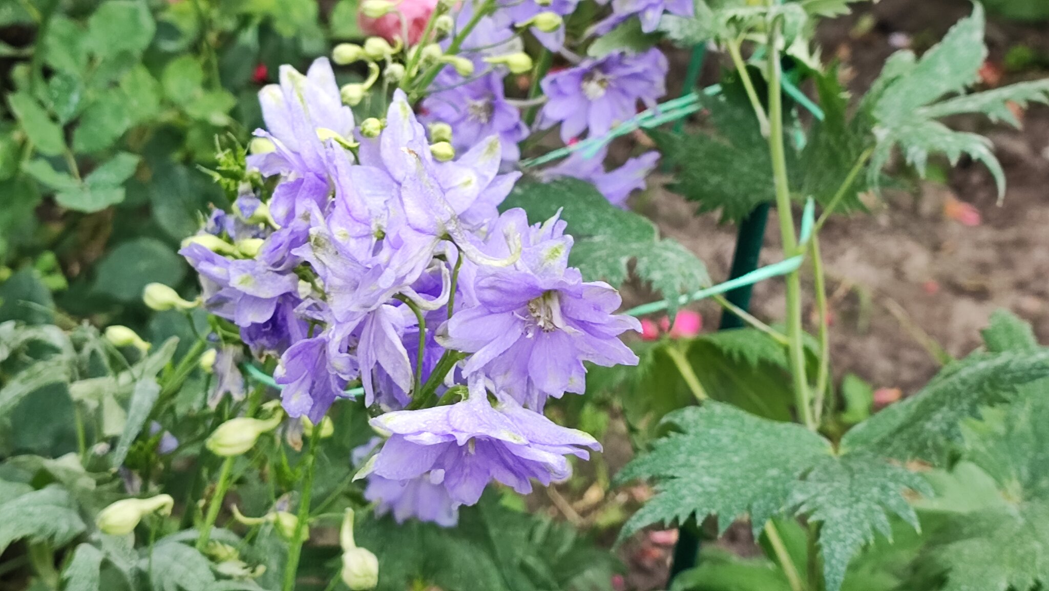 Delphinium grandiflorum :: Сергей Тимоновский Delphinium grandiflorum :: Сергей Тимоновский