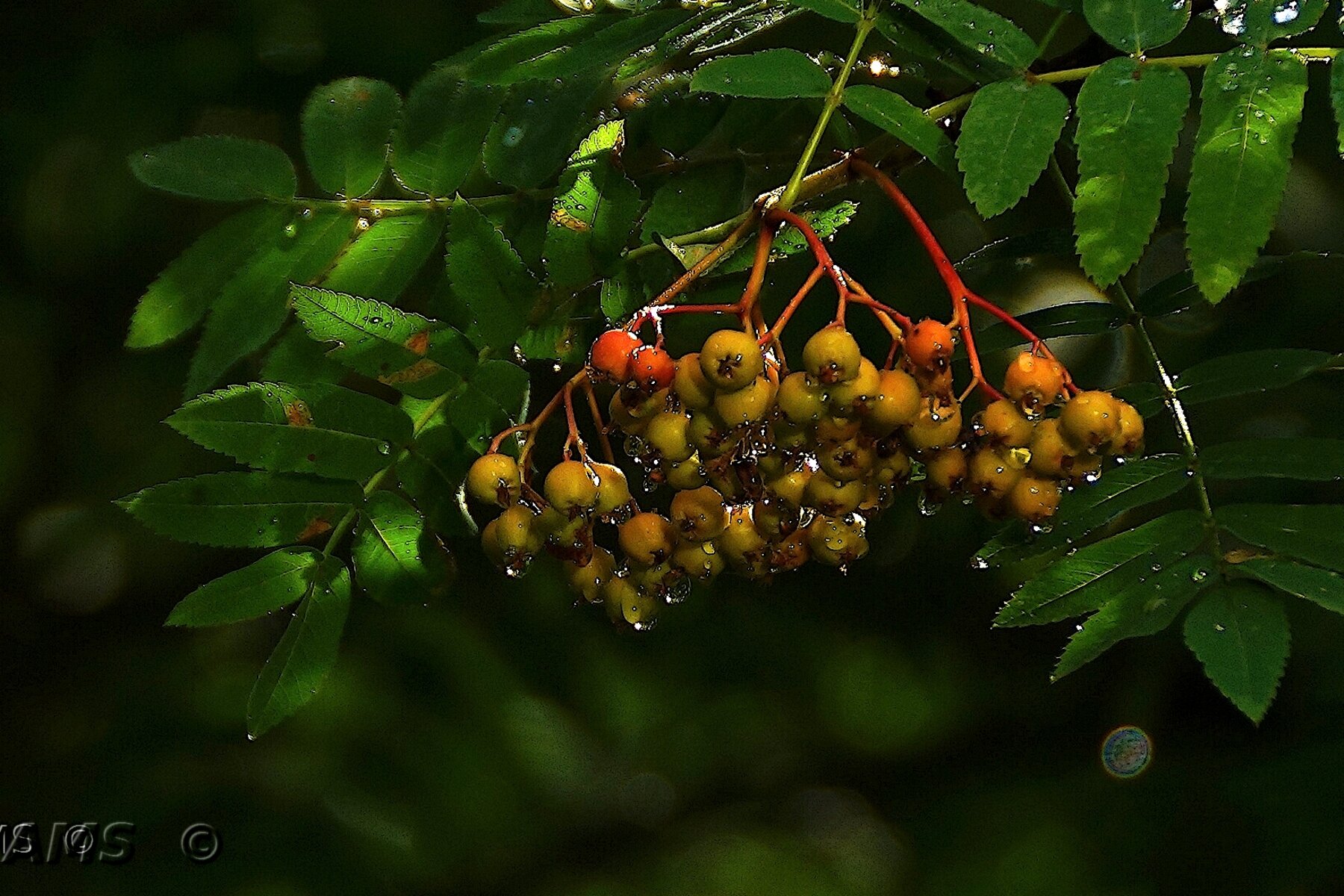 Рябина обыкновенная sorbus aucuparia :: kolyeretka Рябина обыкновенная sorbus aucuparia :: kolyeretka