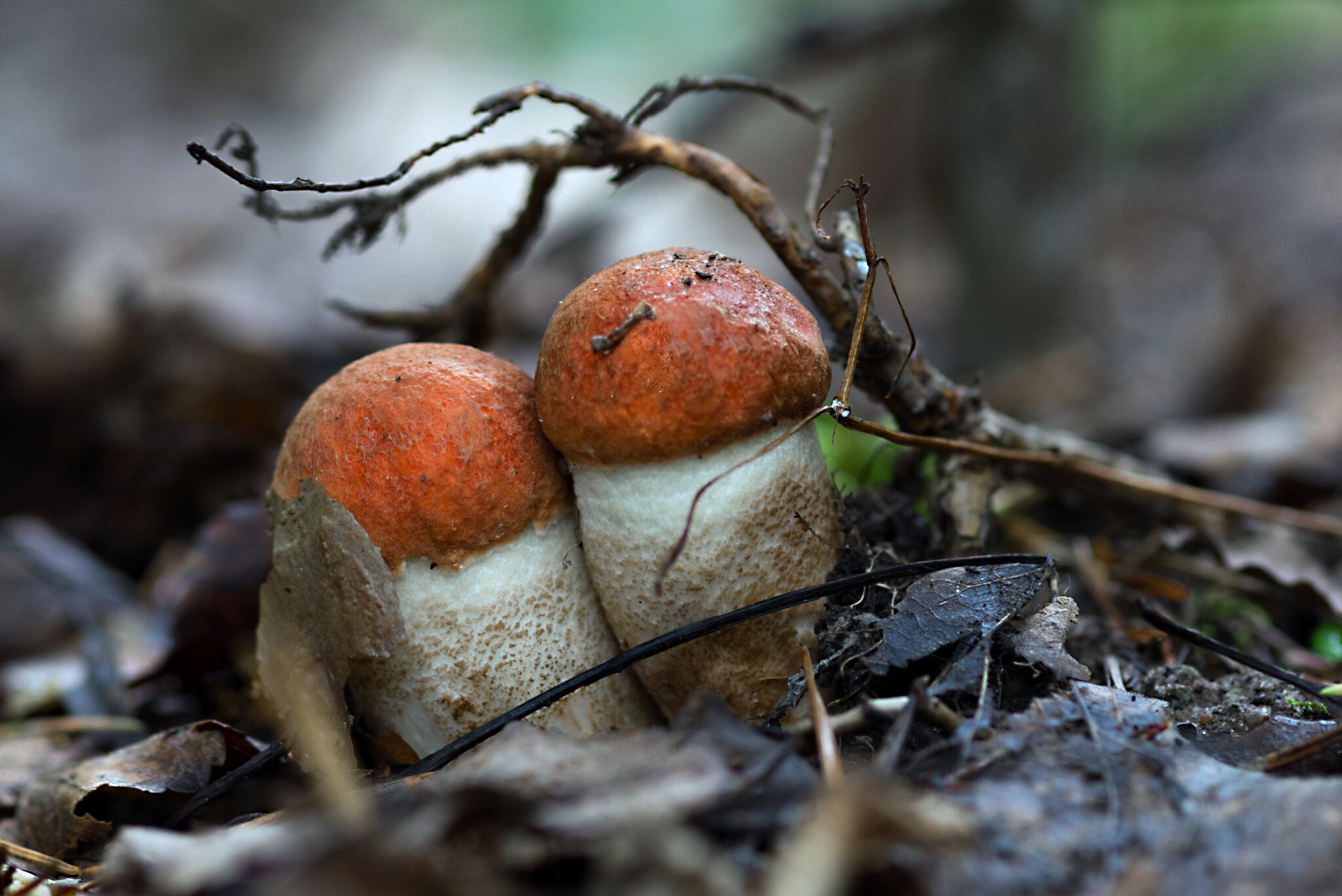 Подосиновик красный (лат. Leccinum aurantiacum) ... :: Федор Кованский Подосиновик красный (лат. Leccinum aurantiacum) ... :: Федор Кованский