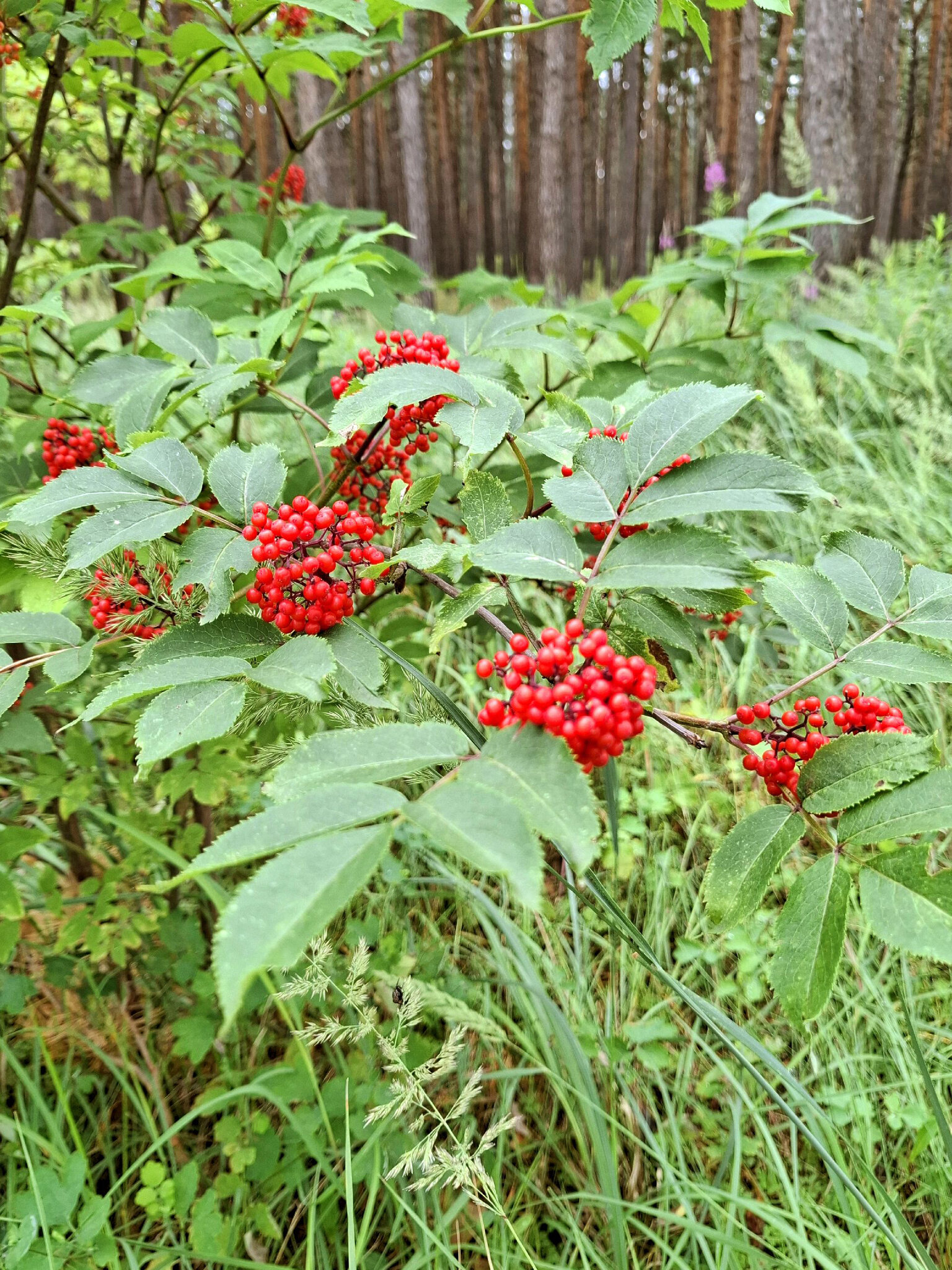 Бузина красная кистистая sambucus racemosa :: Андрей Л. В. Бузина красная кистистая sambucus racemosa :: Андрей Л. В.