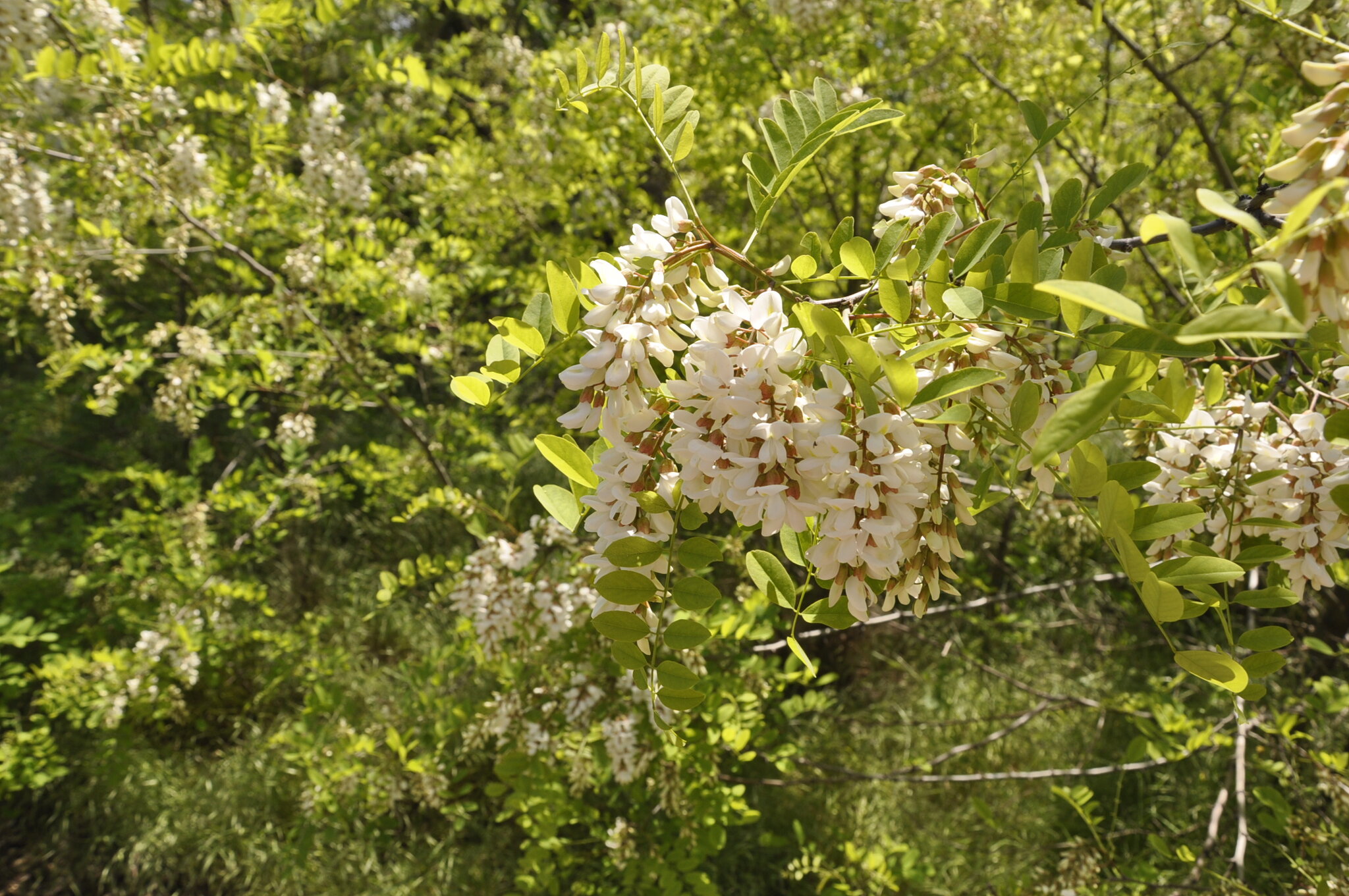 Robinia pseudoacacia :: Виктор Robinia pseudoacacia :: Виктор