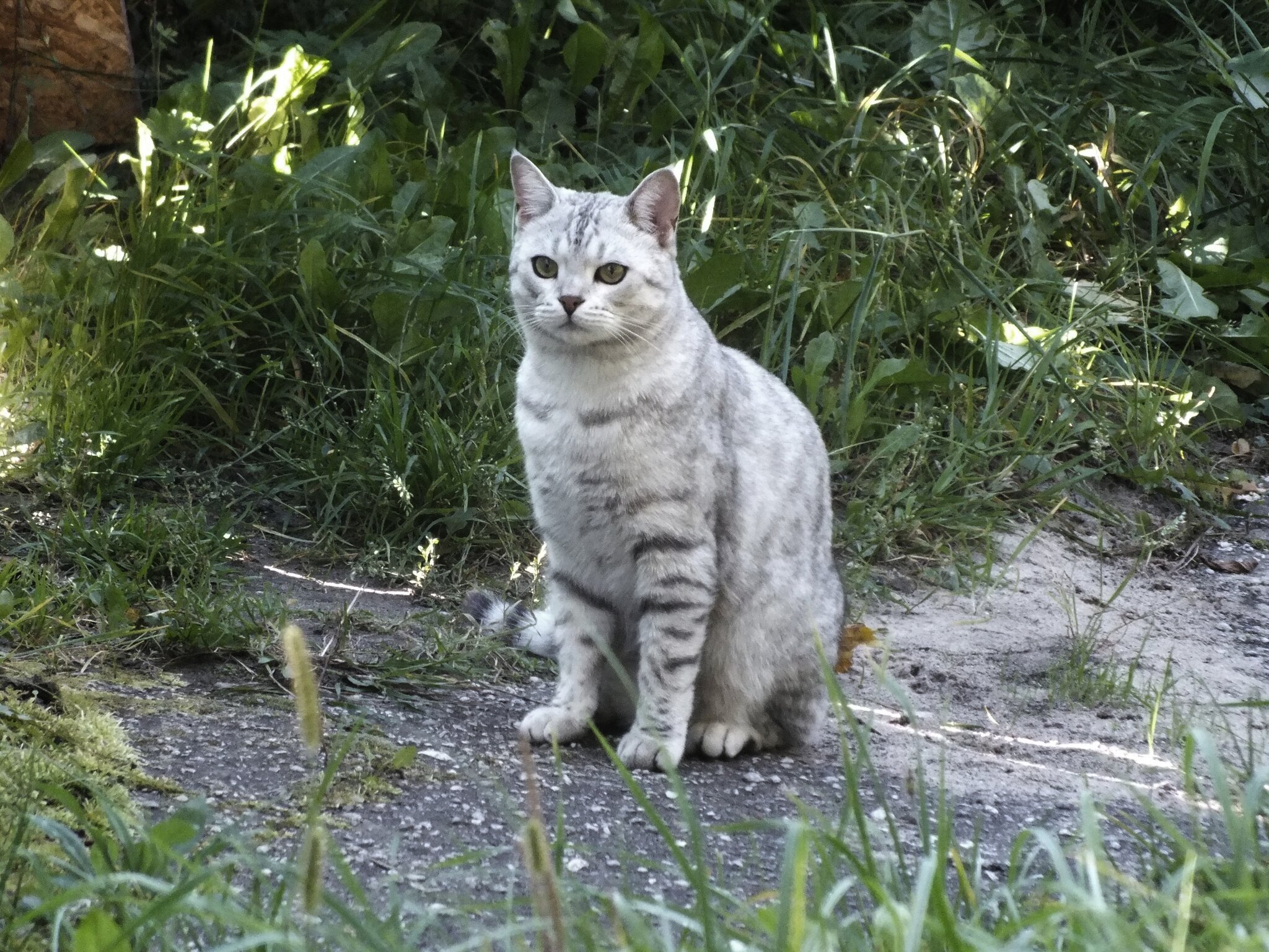 British shorthair silver tabby :: Зоя Мишина British shorthair silver tabby :: Зоя Мишина