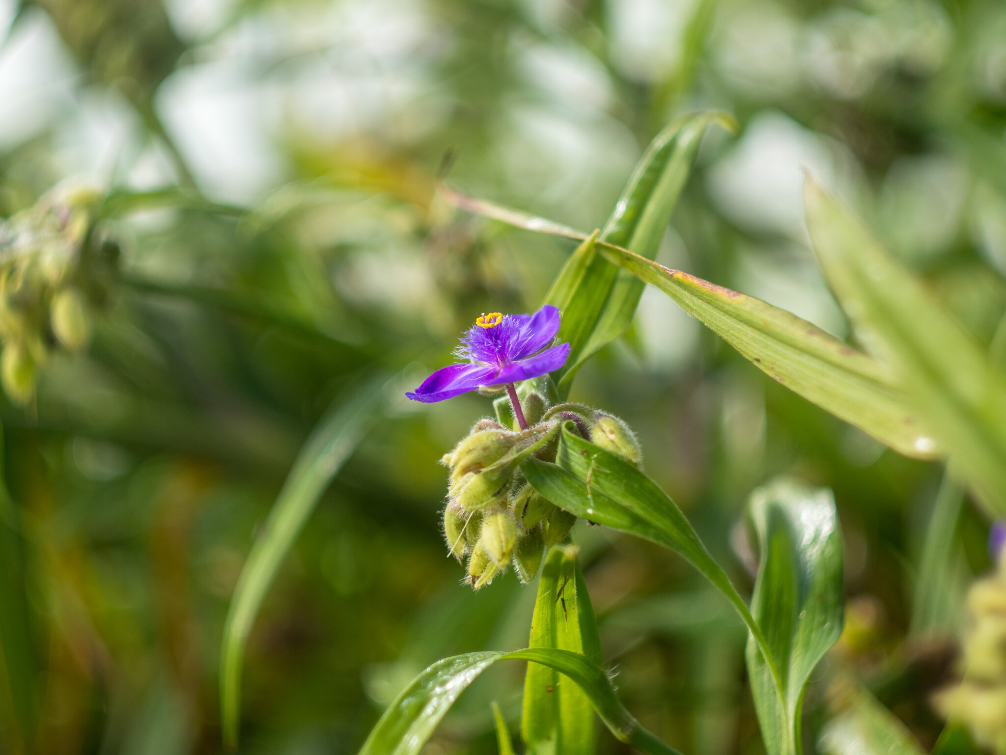 Tradescantia virginiana :: Yuriy V Tradescantia virginiana :: Yuriy V