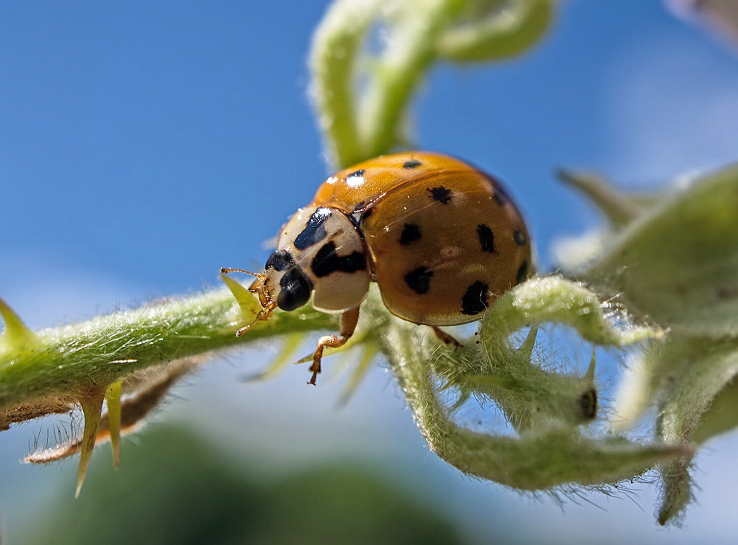 Азиатская божья коровка harmonia axyridis :: igor G. Азиатская божья коровка harmonia axyridis :: igor G.