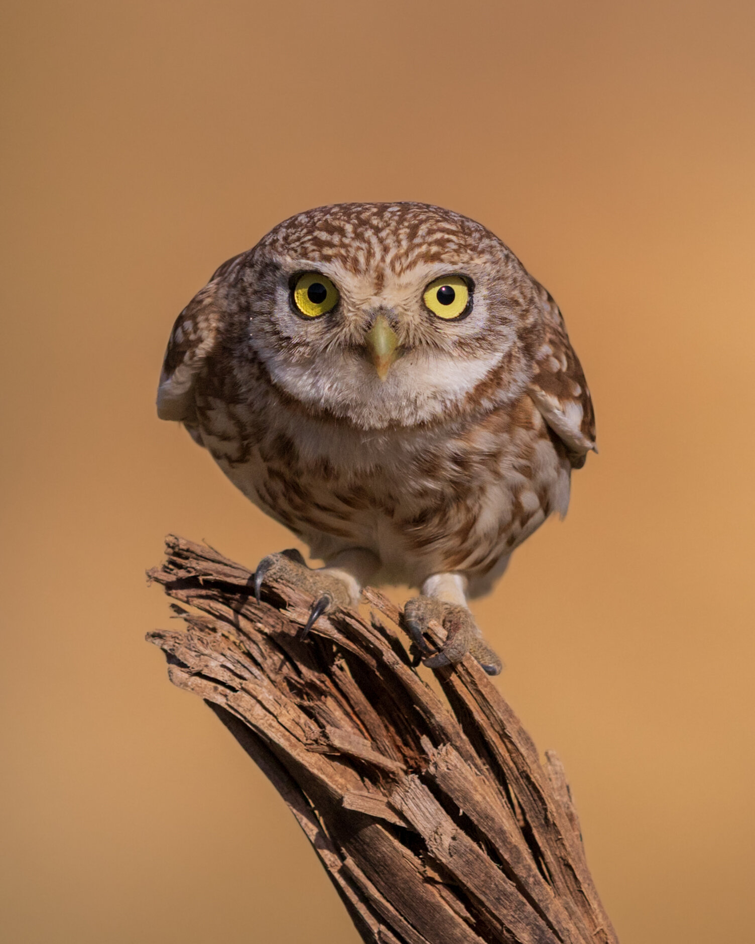 Little owl athene noctua :: Евгений Фруман Little owl athene noctua :: Евгений Фруман