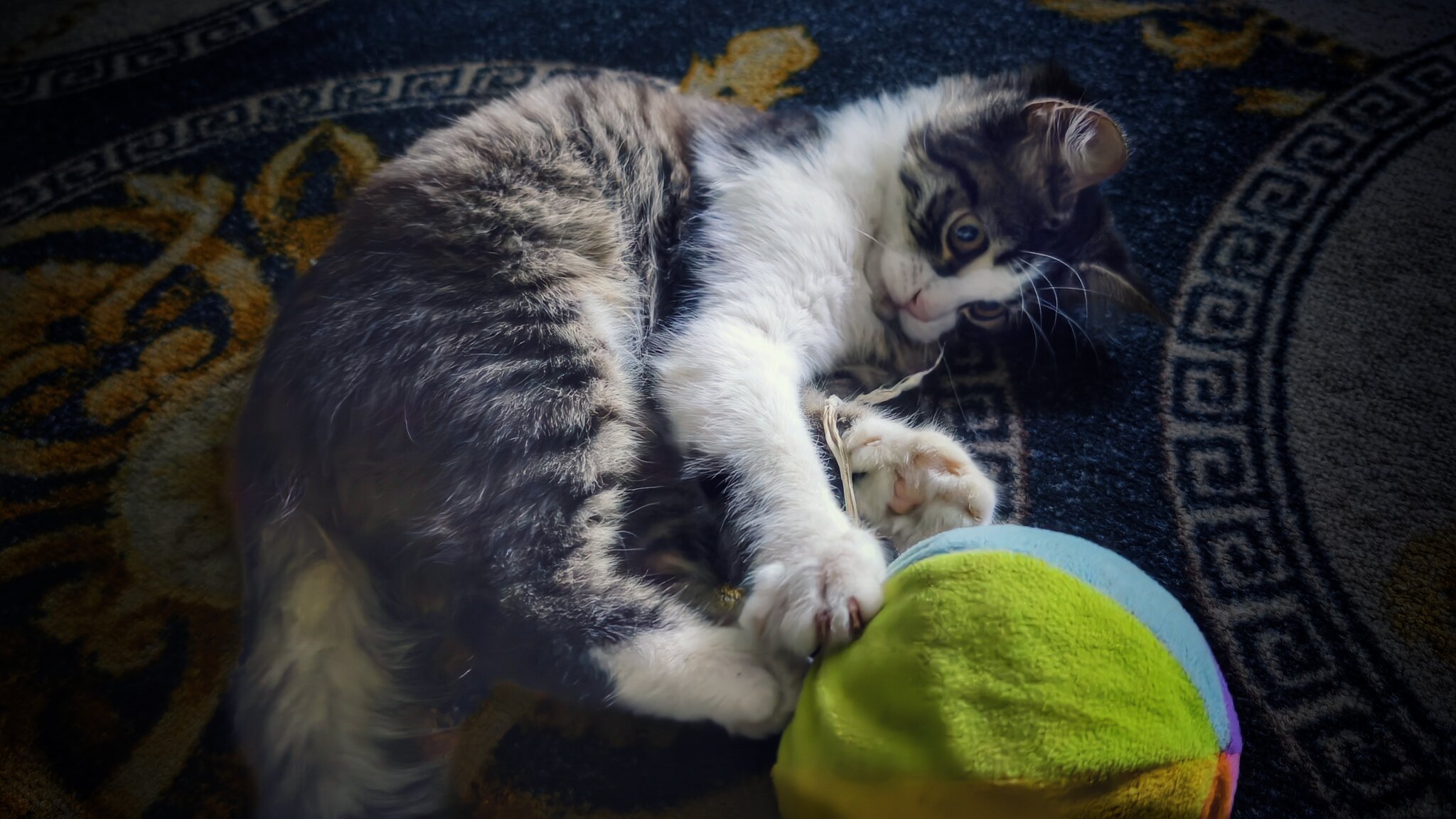 Игрунчик :: Мариша Тим Игрунчик :: Мариша Тим