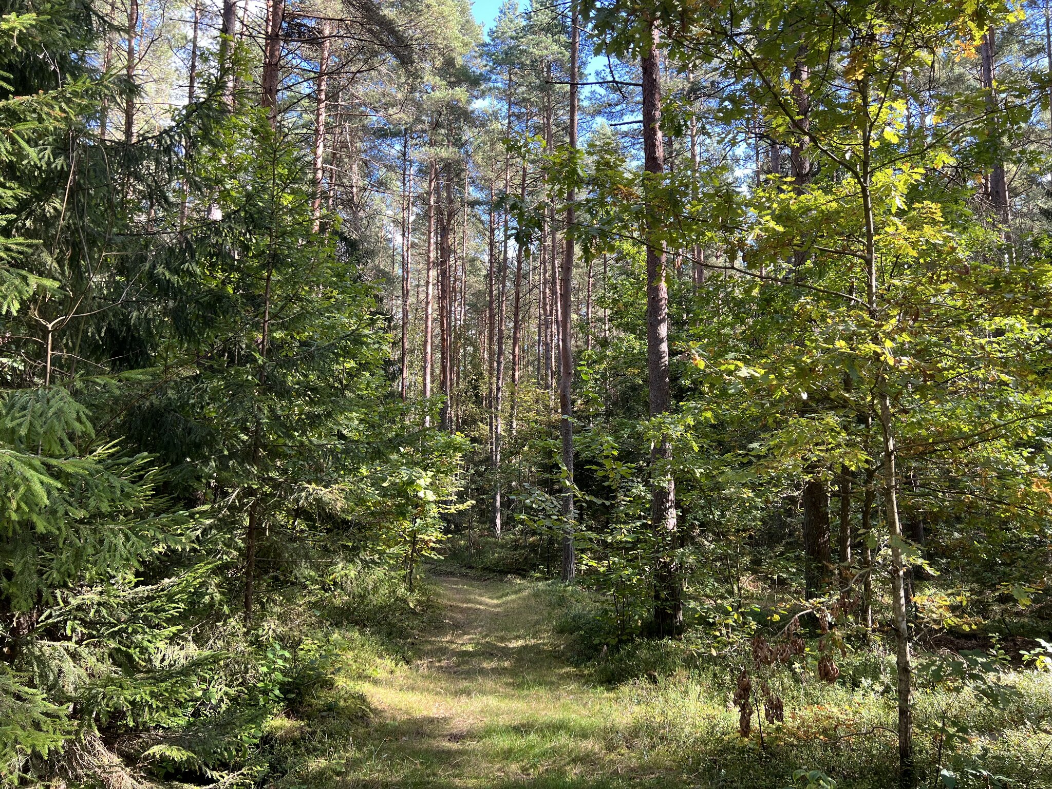 Прогулки в лесу. :: Татьяна Прогулки в лесу. :: Татьяна