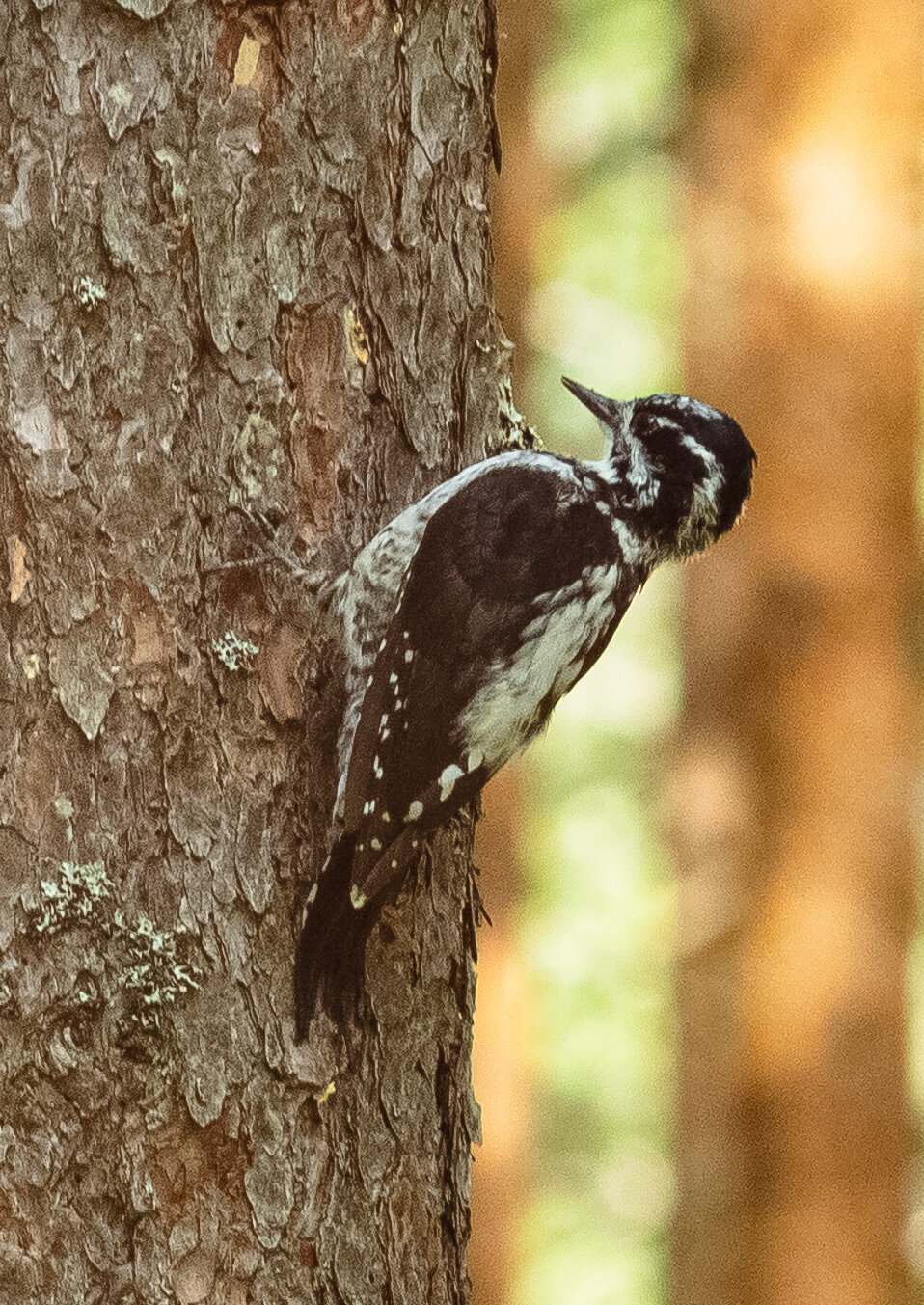 Three‑toed woodpecker | 14 :: Sergey Sonvar Three‑toed woodpecker | 14 :: Sergey Sonvar