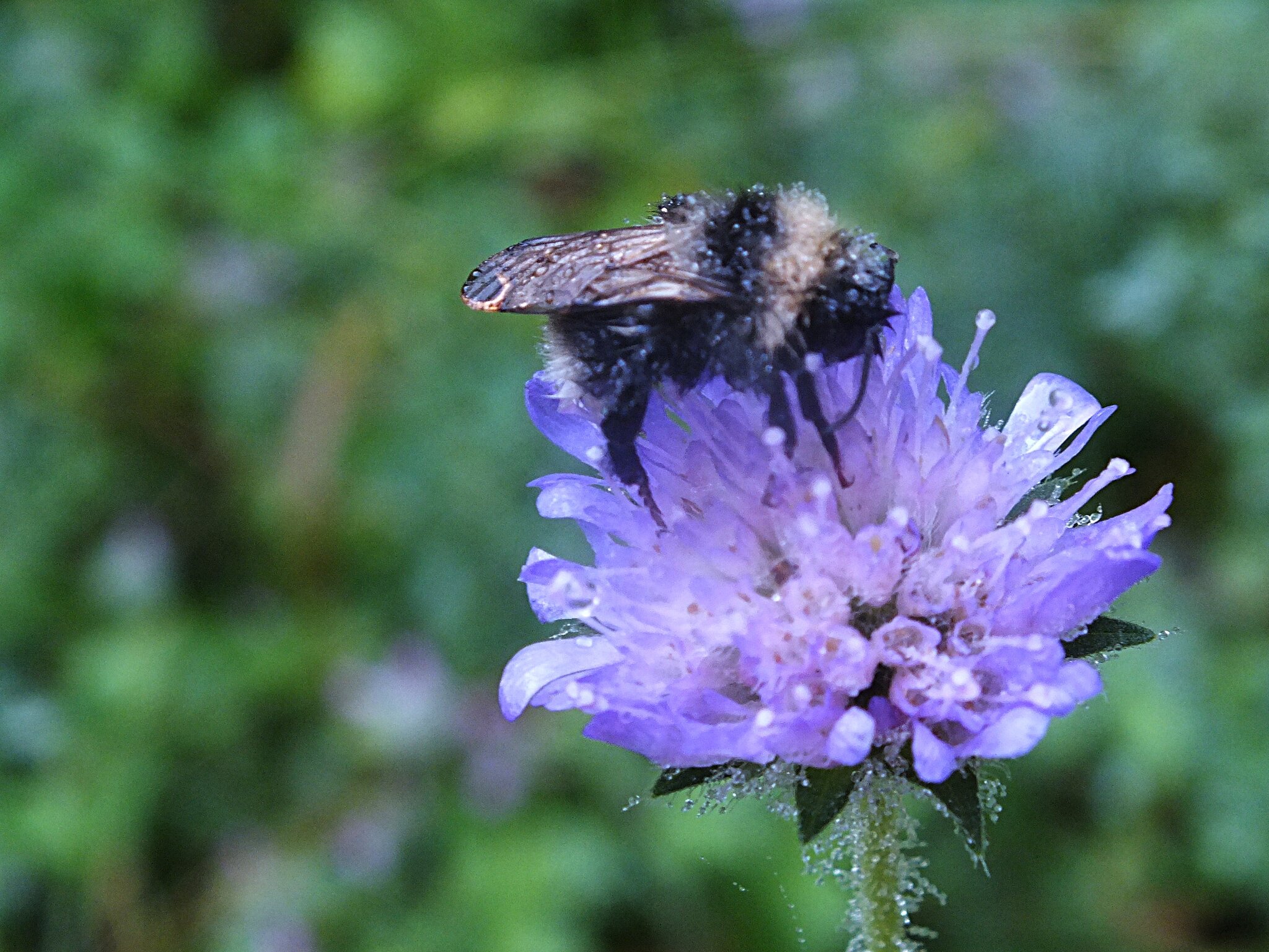 Bombus sylvarum шмель :: Зоя Мишина Bombus sylvarum шмель :: Зоя Мишина