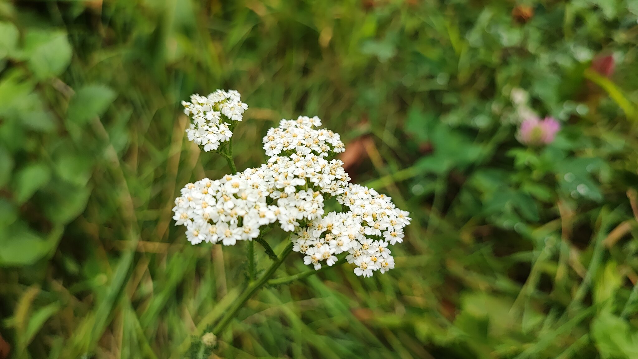 Тысячелистник обыкновенный (achillea millefolium) :: Сергей Тимоновский Тысячелистник обыкновенный (achillea millefolium) :: Сергей Тимоновский