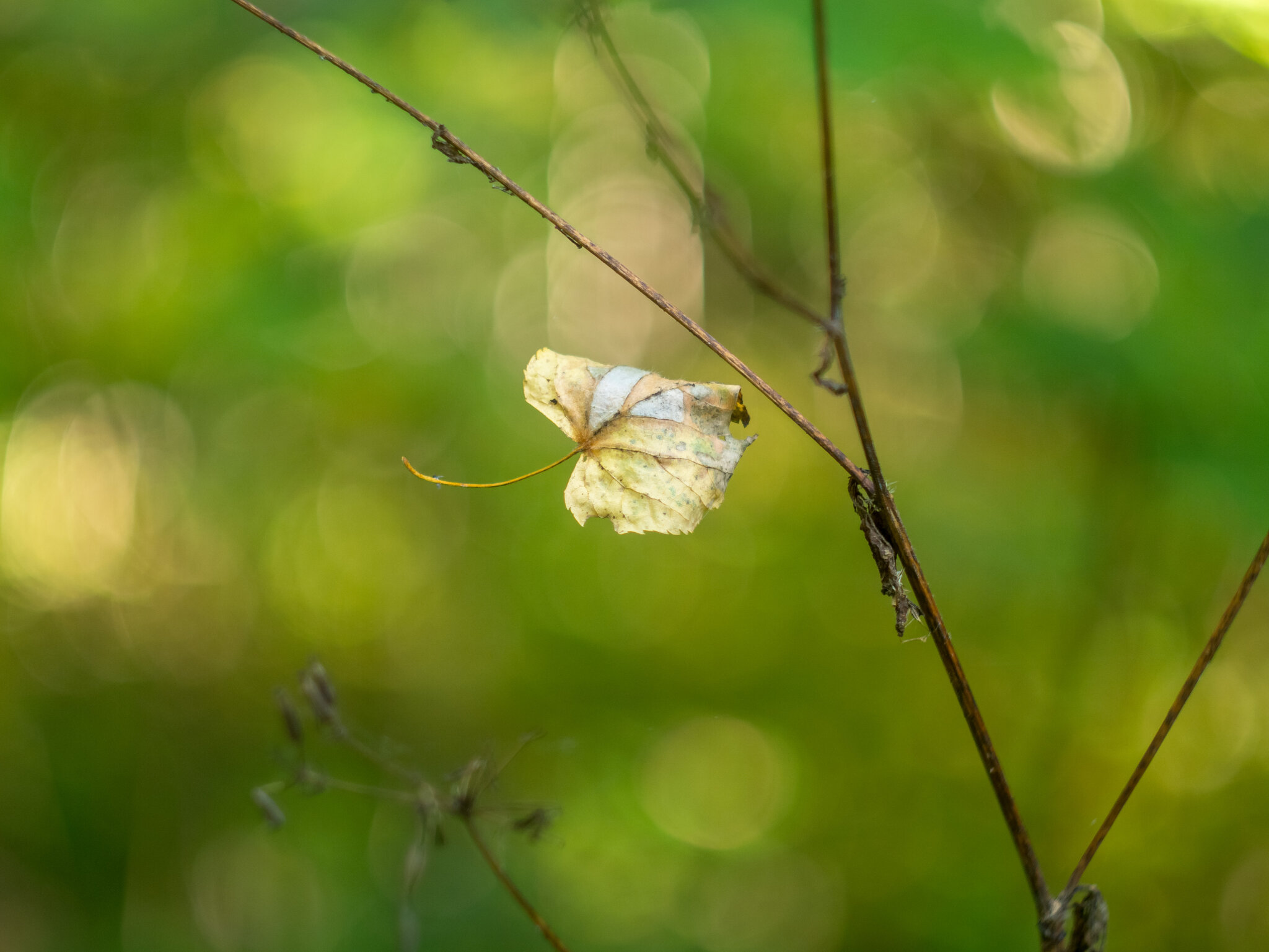 Природа растения :: Yuriy V Природа растения :: Yuriy V