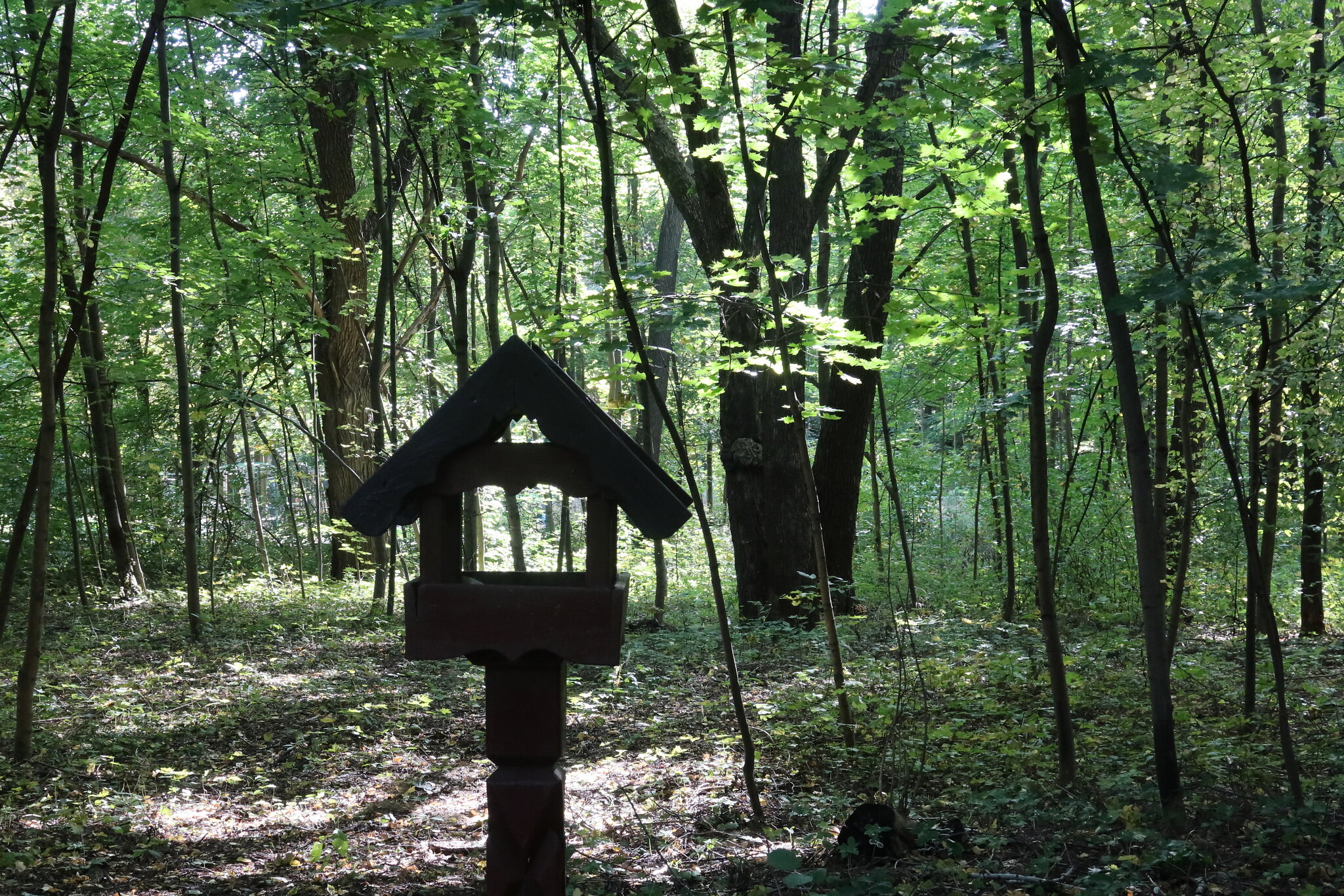 Там на неведомых дорожках... :: Дмитрий И_ Там на неведомых дорожках... :: Дмитрий И_
