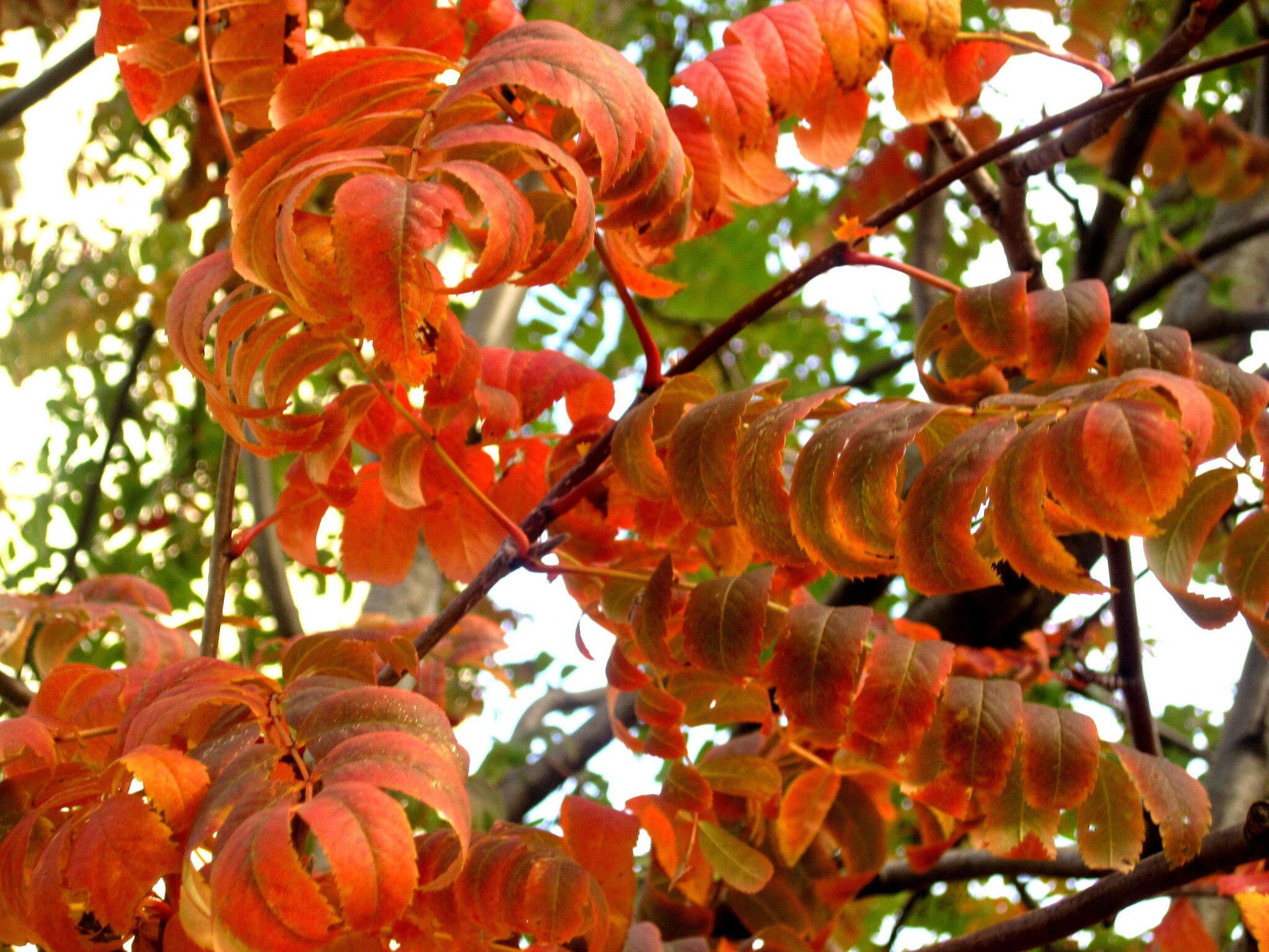 В золотую осень :: Елена Семигина В золотую осень :: Елена Семигина