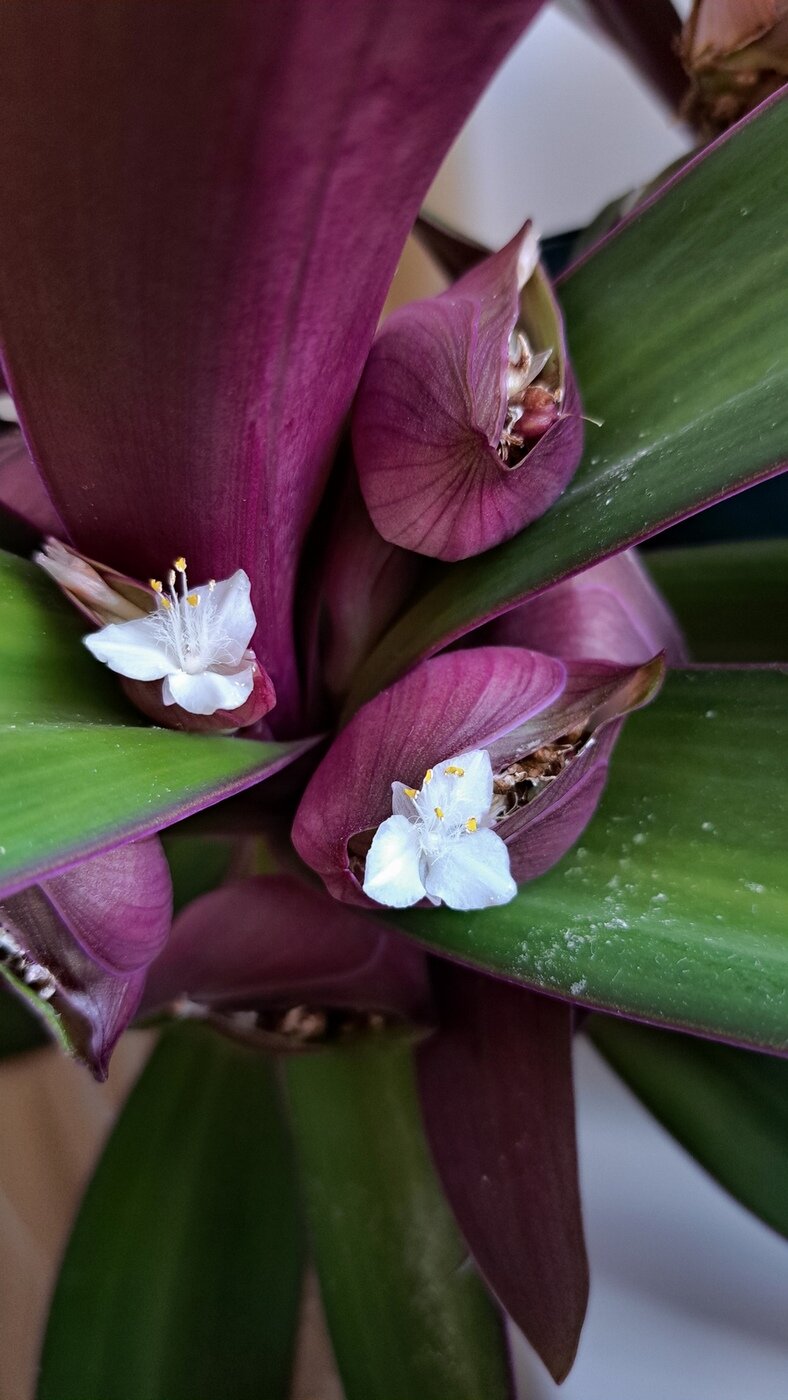 Традесканция покрывальчатая (лат. Tradescantia spathacea) :: Борис Горшевский Традесканция покрывальчатая (лат. Tradescantia spathacea) :: Борис Горшевский