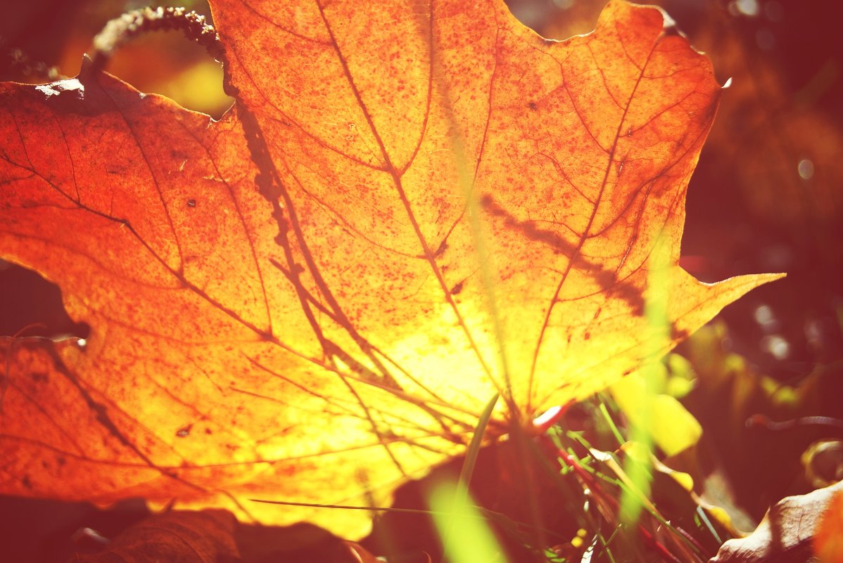 листик, листик, листопад... - Наталья Ткачёва