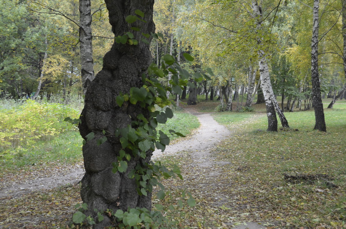 Дерево - Анастасия Меркулова