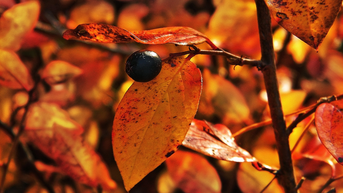 Макро (3) - Сергей Садовничий Макро (3) - Сергей Садовничий