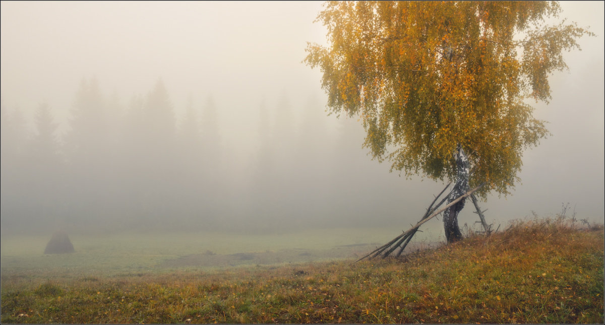 / Березовая осень / - Влад Соколовский