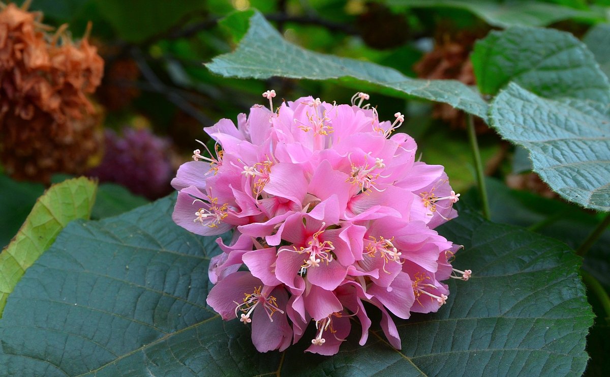 01.03.13 Цветок  Dombeya wallichii, Домбея Уоллича - Борис Ржевский