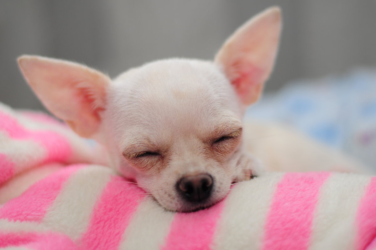 сладкий сон чихуахуа - Галина Козырева сладкий сон чихуахуа - Галина Козырева