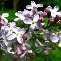 сирень :: Евгений 