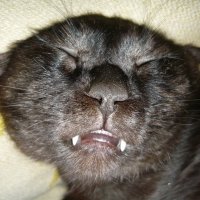 Филимон :: Антон